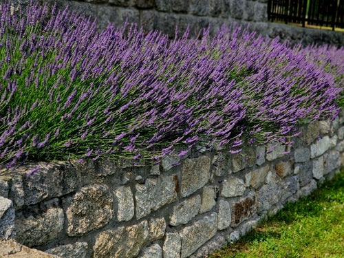 Lavender 'Vera' - John Cullen Gardens
