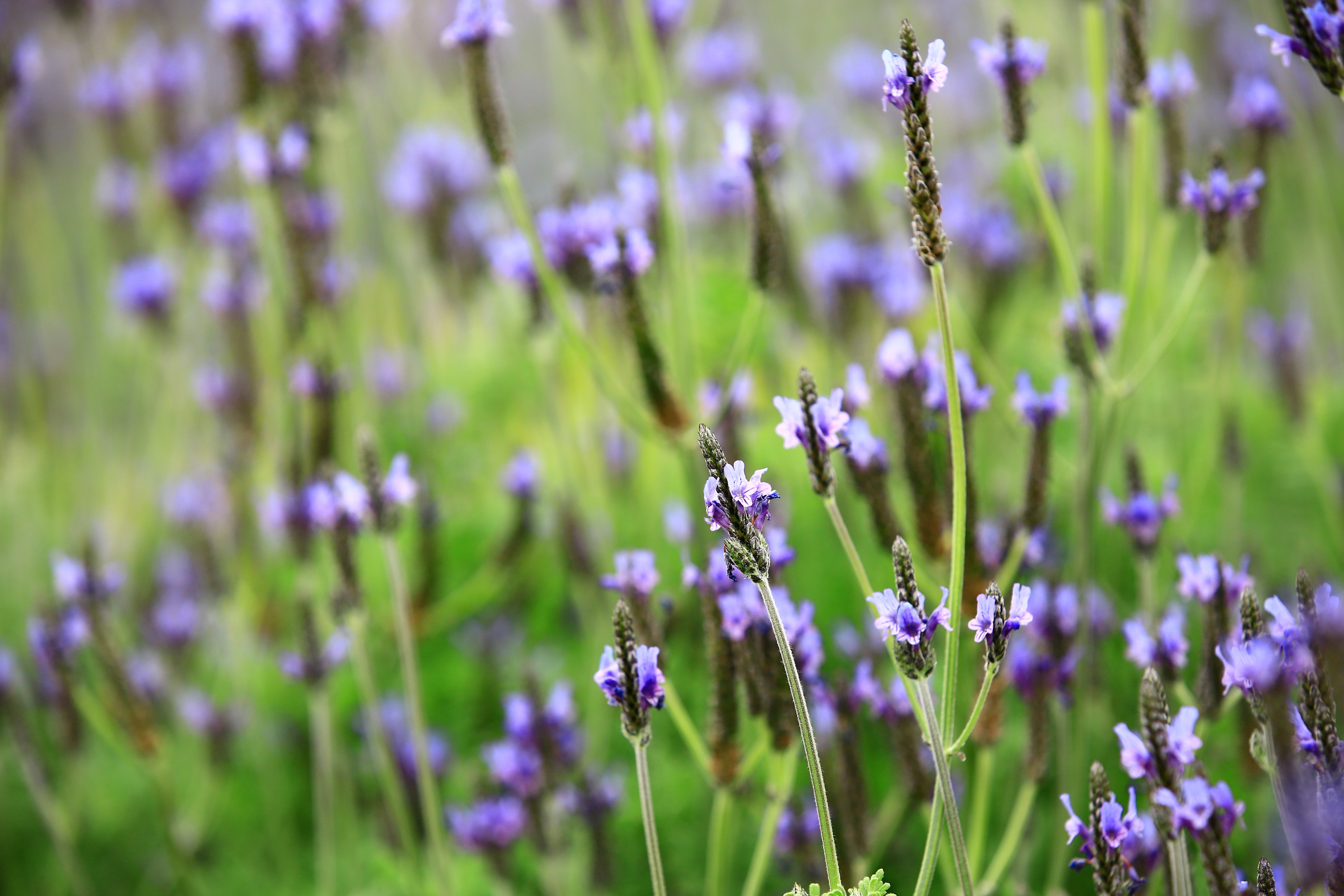 Lavender Pinnata - Ready soon - John Cullen Gardens