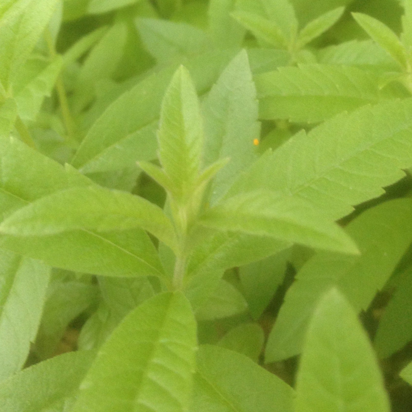 Lemon Verbena - John Cullen Gardens