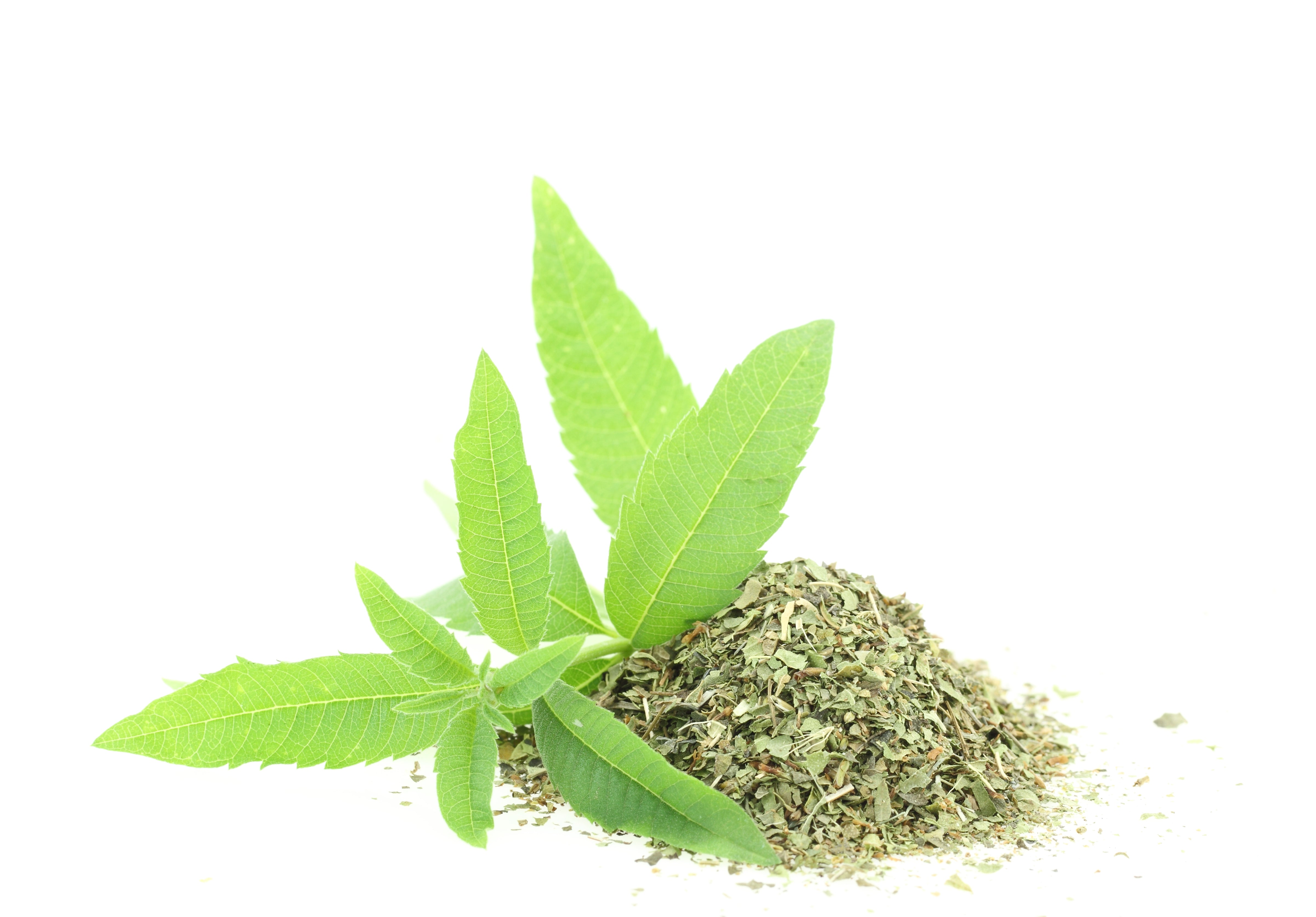 Lemon Verbena - John Cullen Gardens