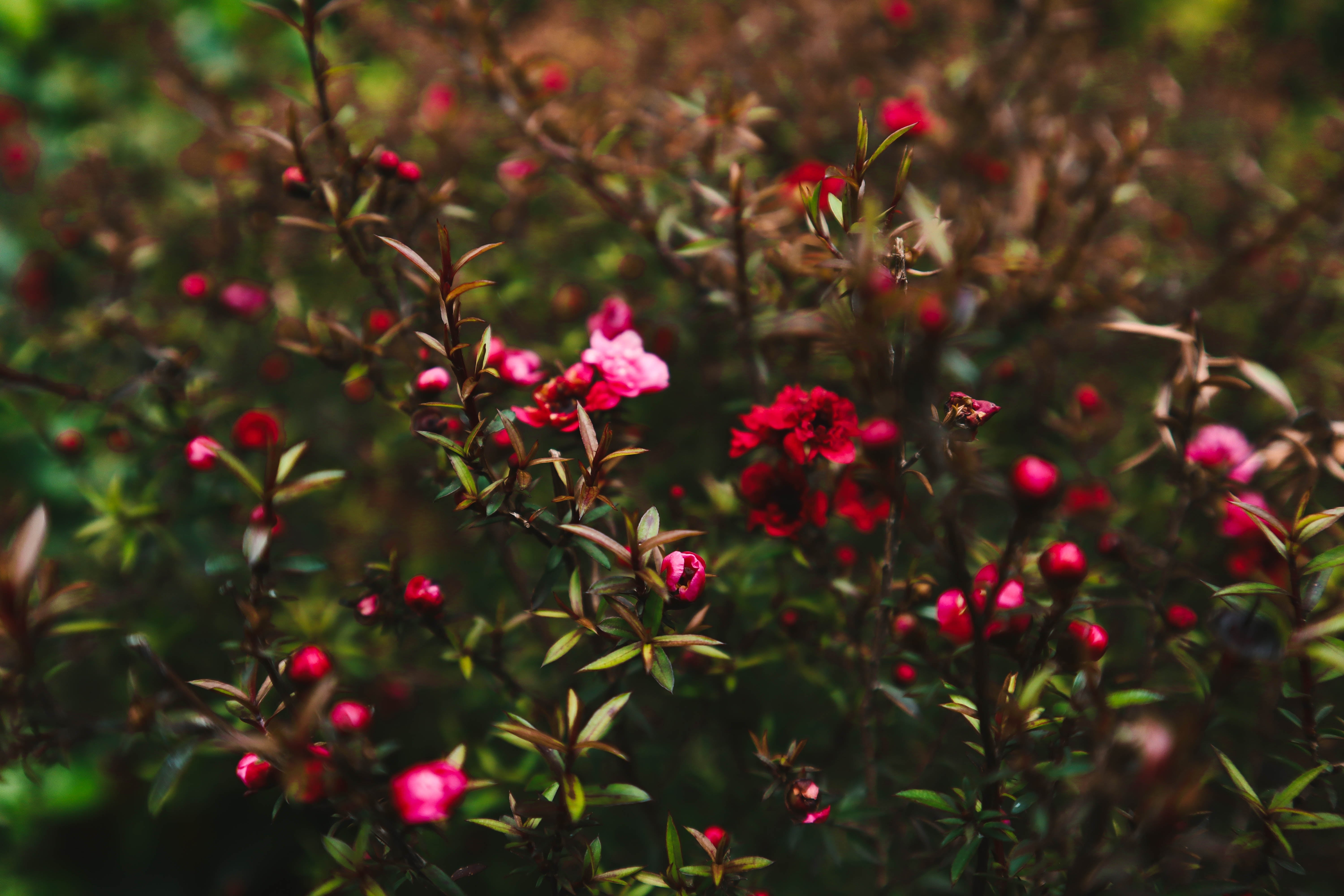 Leptospermum scoparium 'Crimson Glory' - Ready soon - John Cullen Gardens