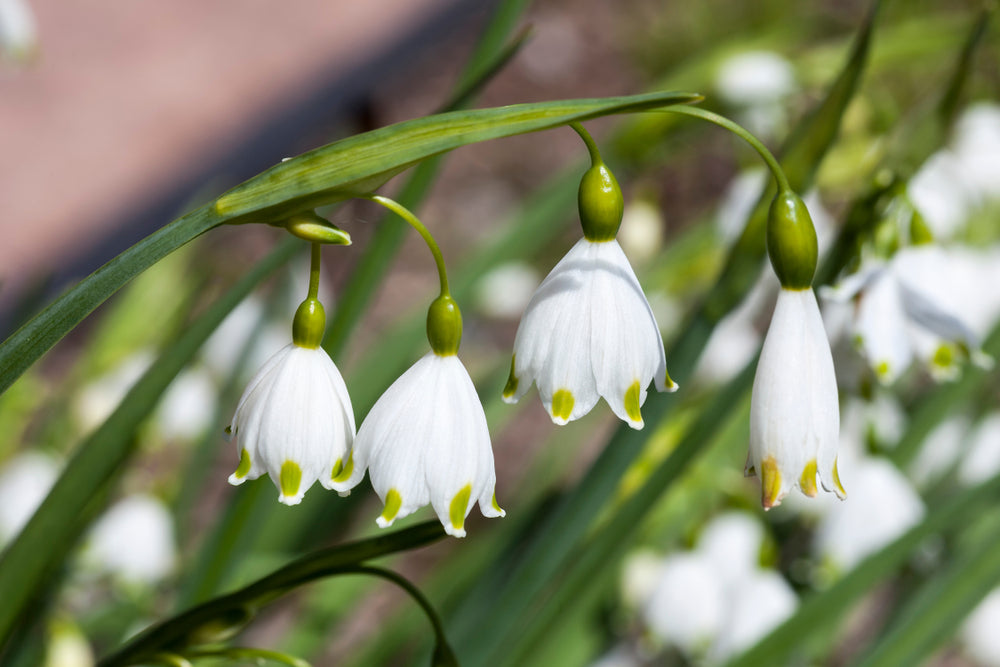 Leucojum 'Gravetye Giant' (Potted) - John Cullen Gardens