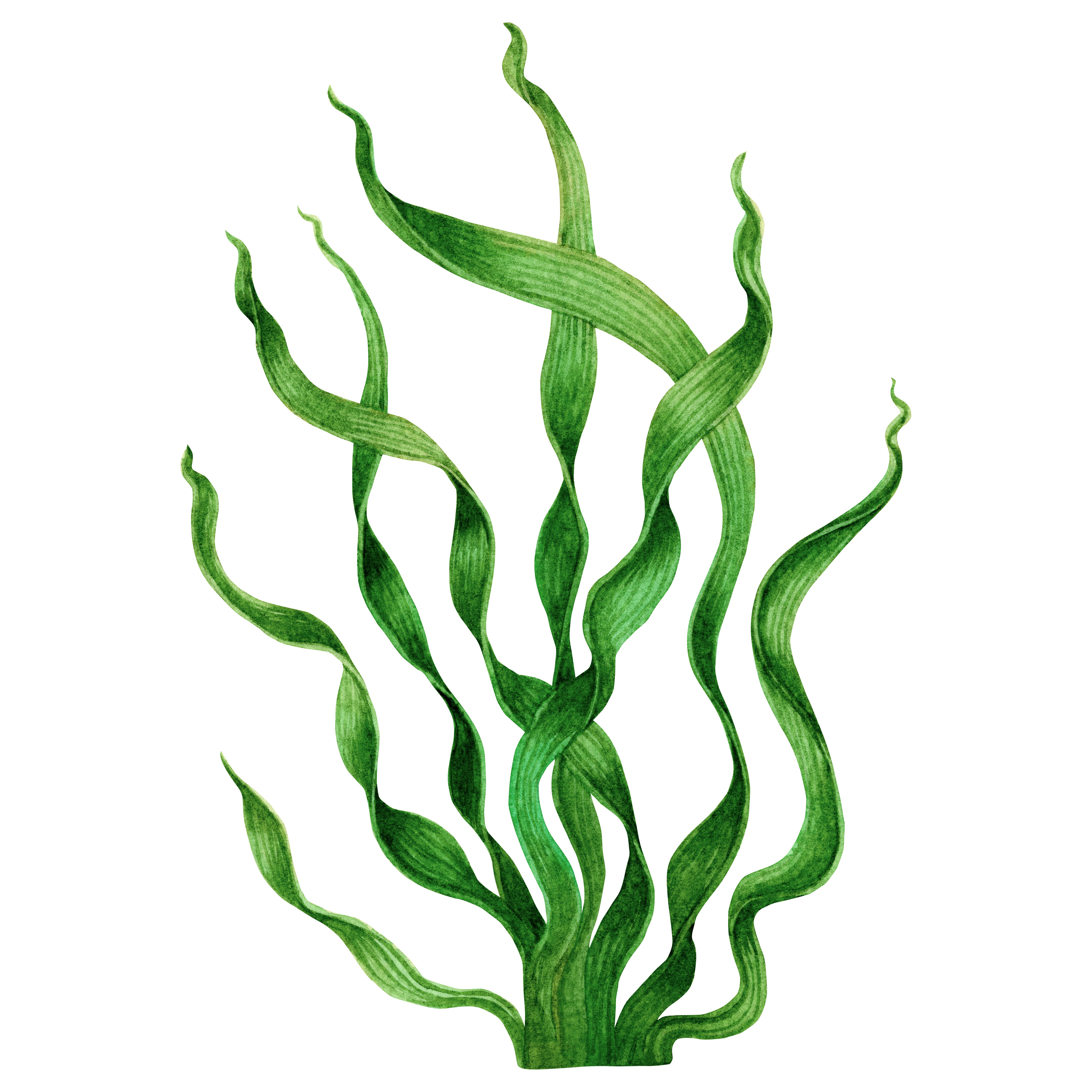 Organic Liquid Feed - John Cullen Gardens