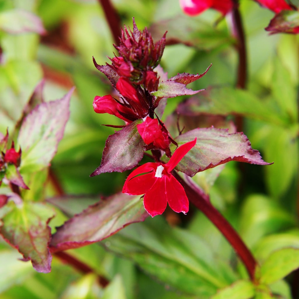 Lobelia cardinalis 'Queen Victoria' - John Cullen Gardens