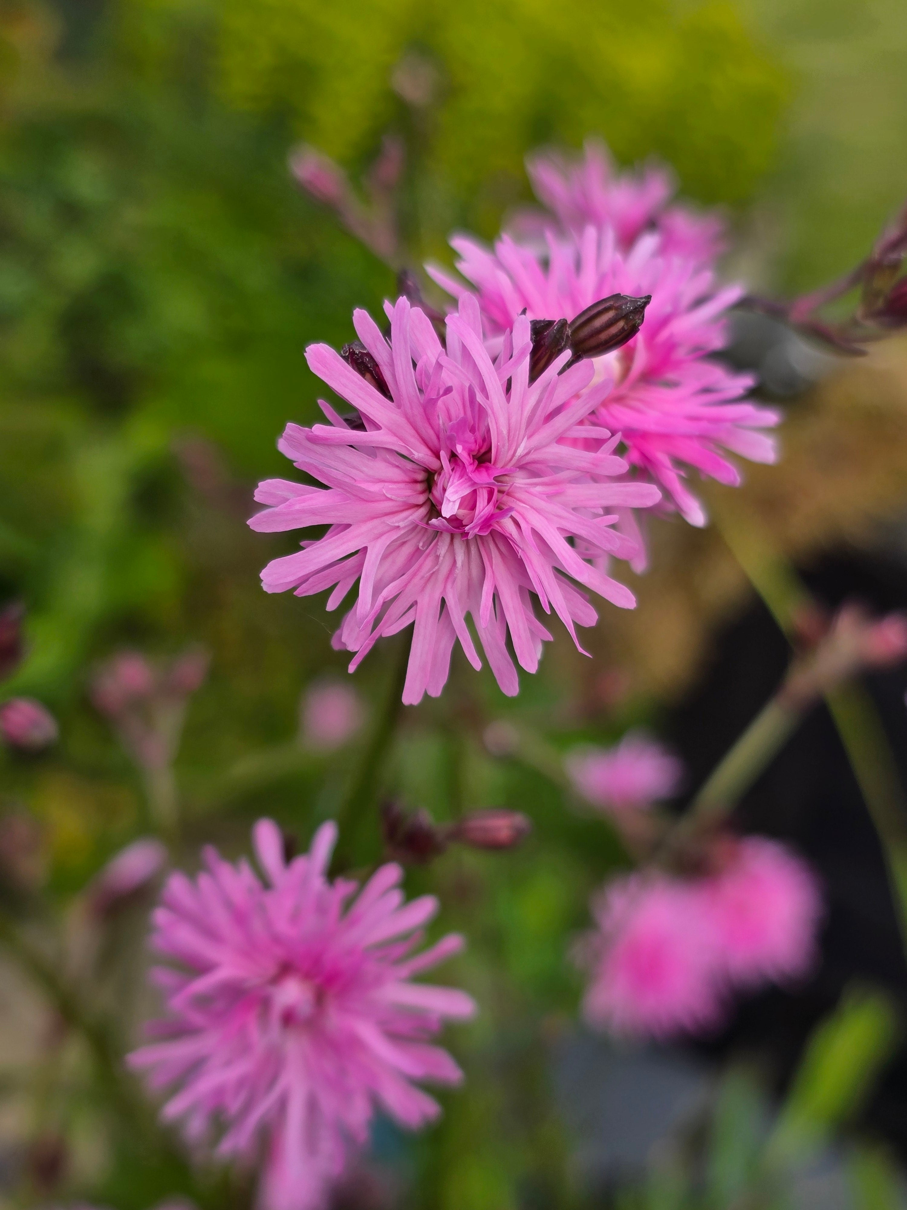 Lychnis flos-cuculi 'Jenny' PBR - John Cullen Gardens