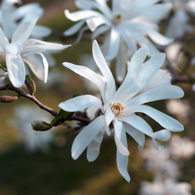 Magnolia stellata - John Cullen Gardens