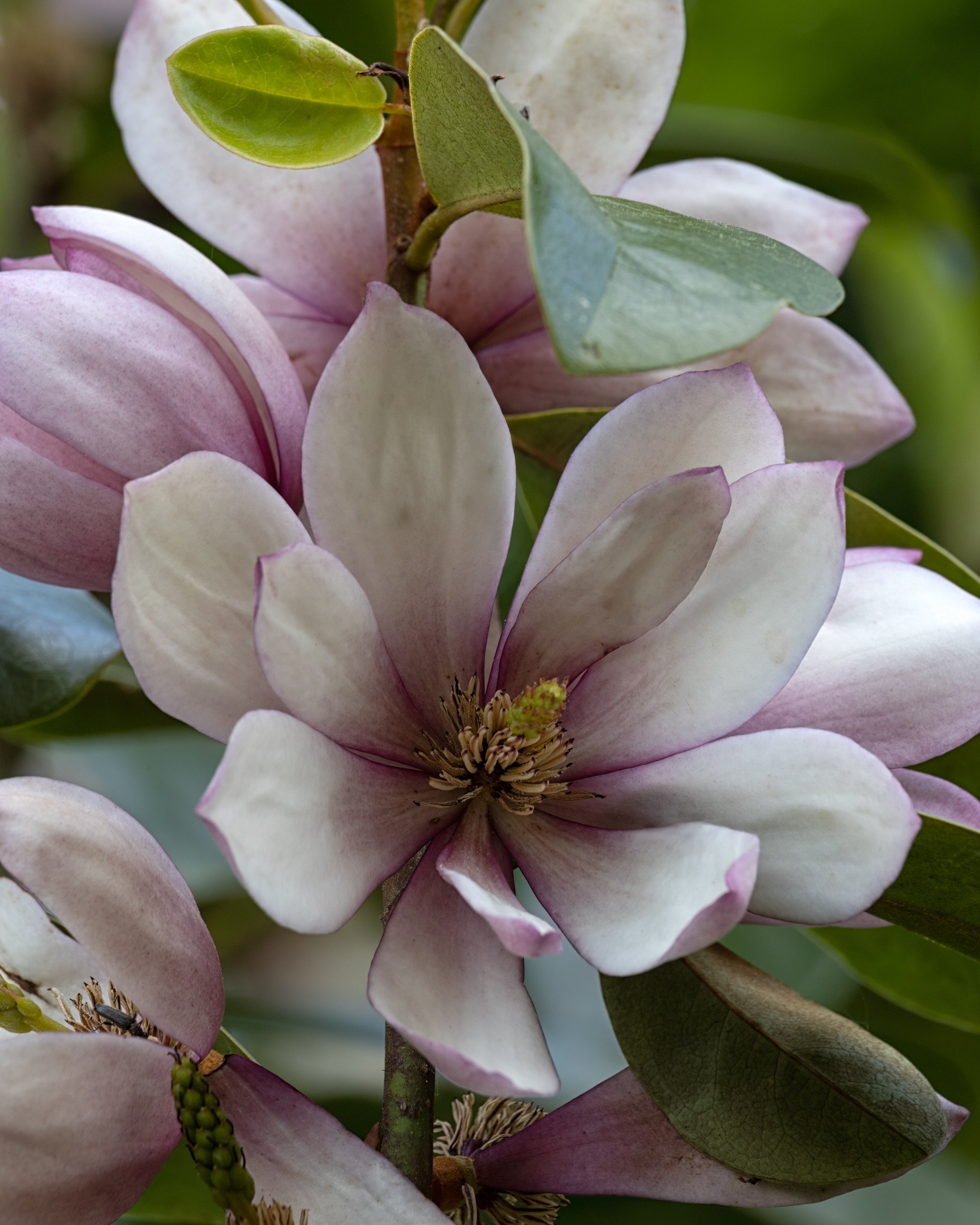 Magnolia 'Flower Fairy Blush' - John Cullen Gardens