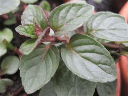 Mint Black Pepper - John Cullen Gardens
