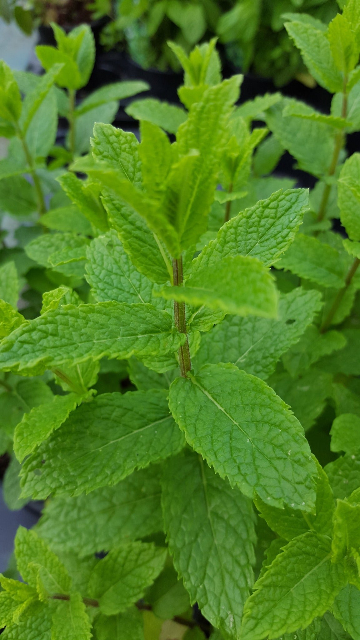 Mint Moroccan - John Cullen Gardens