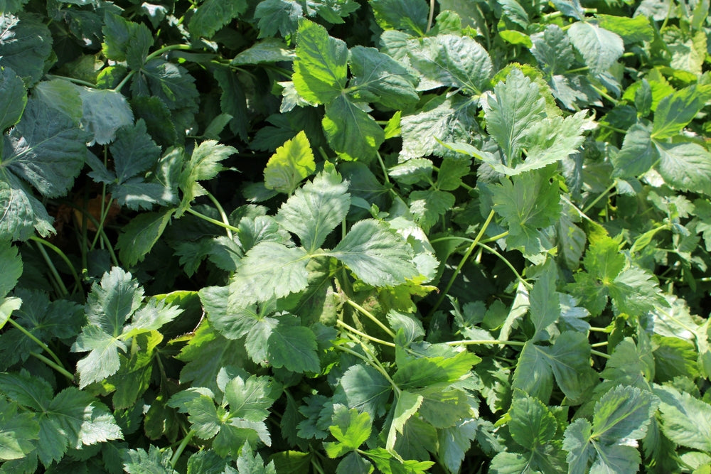 Mitsuba - Japanese Parsley - John Cullen Gardens