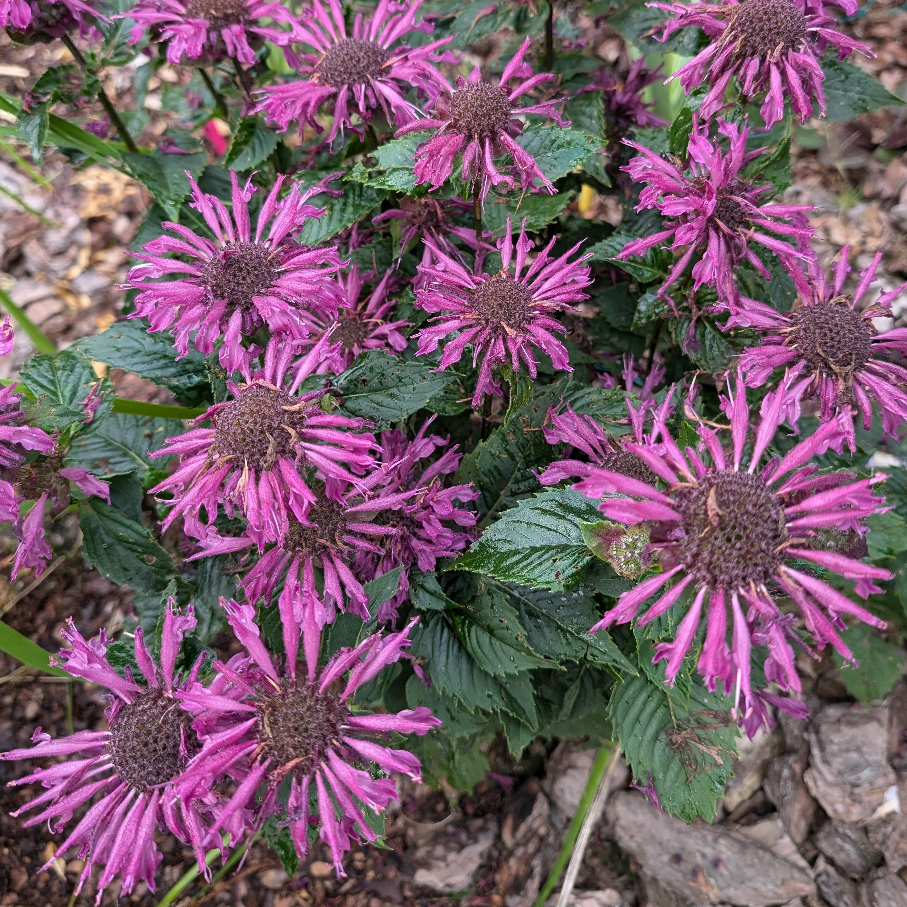 Monarda didyma 'Bee-Pure' (PBR)