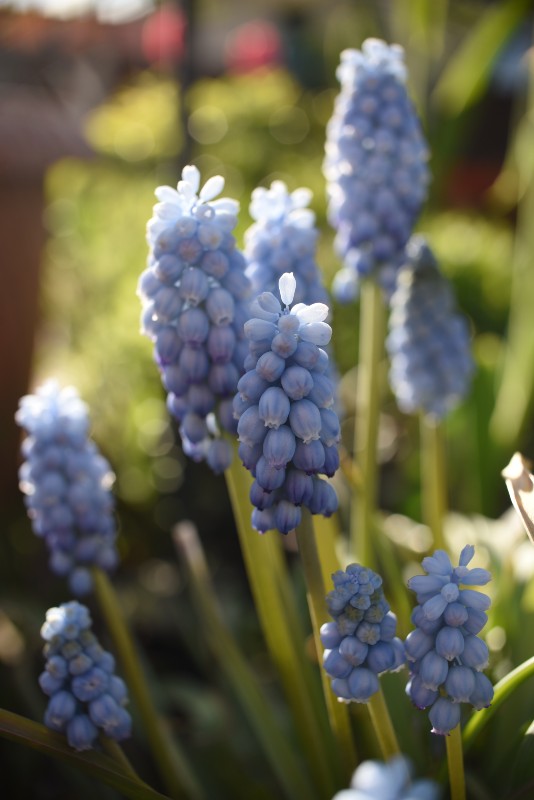 Muscari 'Valerie Finnis' - John Cullen Gardens
