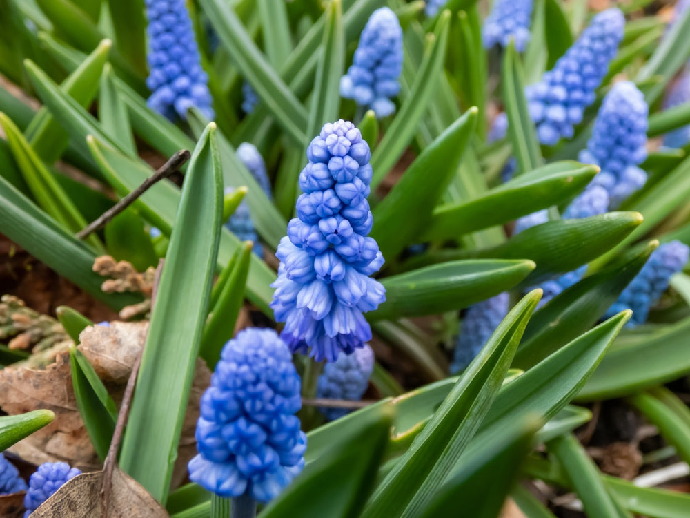Muscari azureum (potted) - Ready from Jan27 - John Cullen Gardens