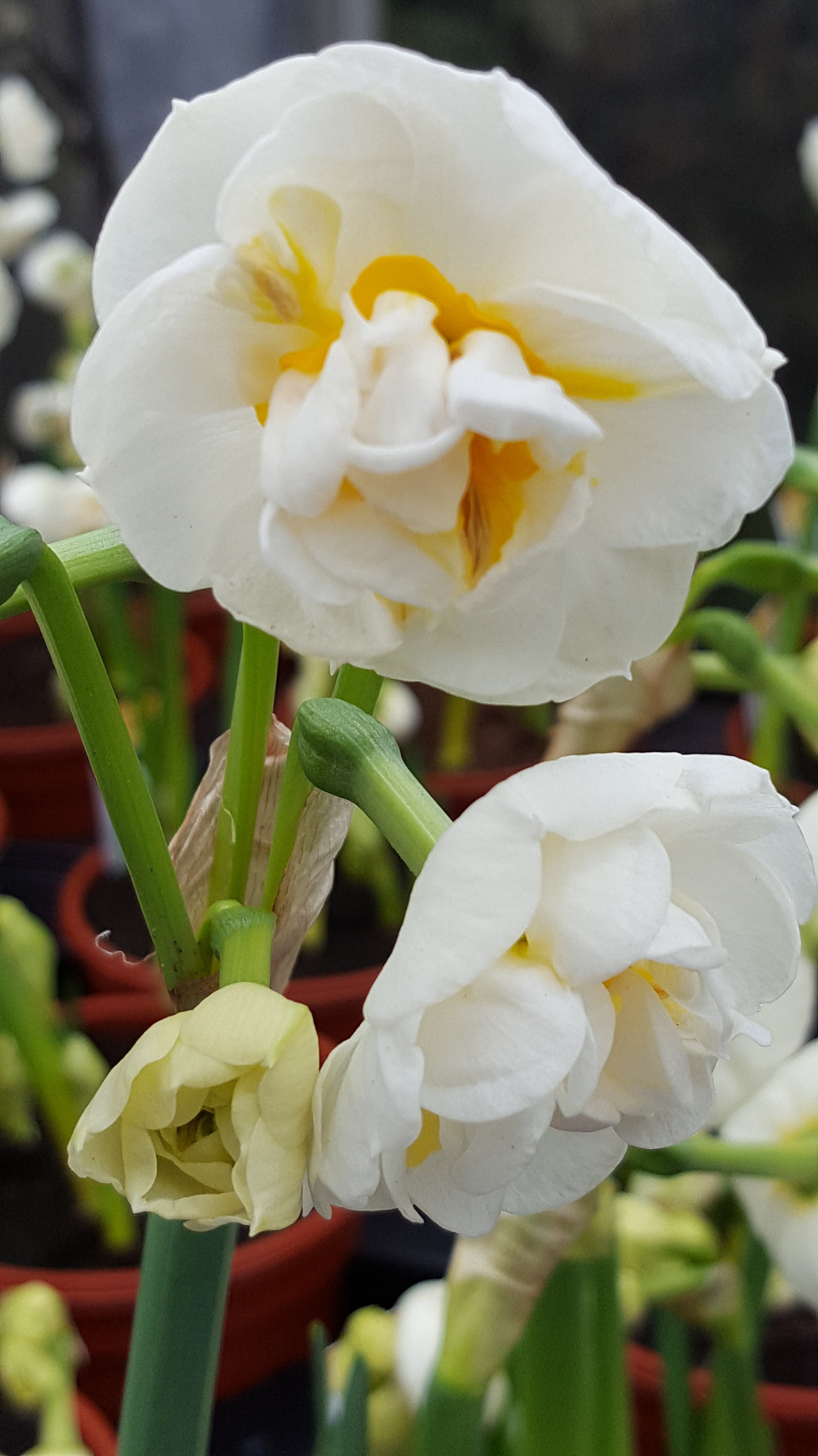 Narcissus 'Bridal Crown' - Ready soon - John Cullen Gardens
