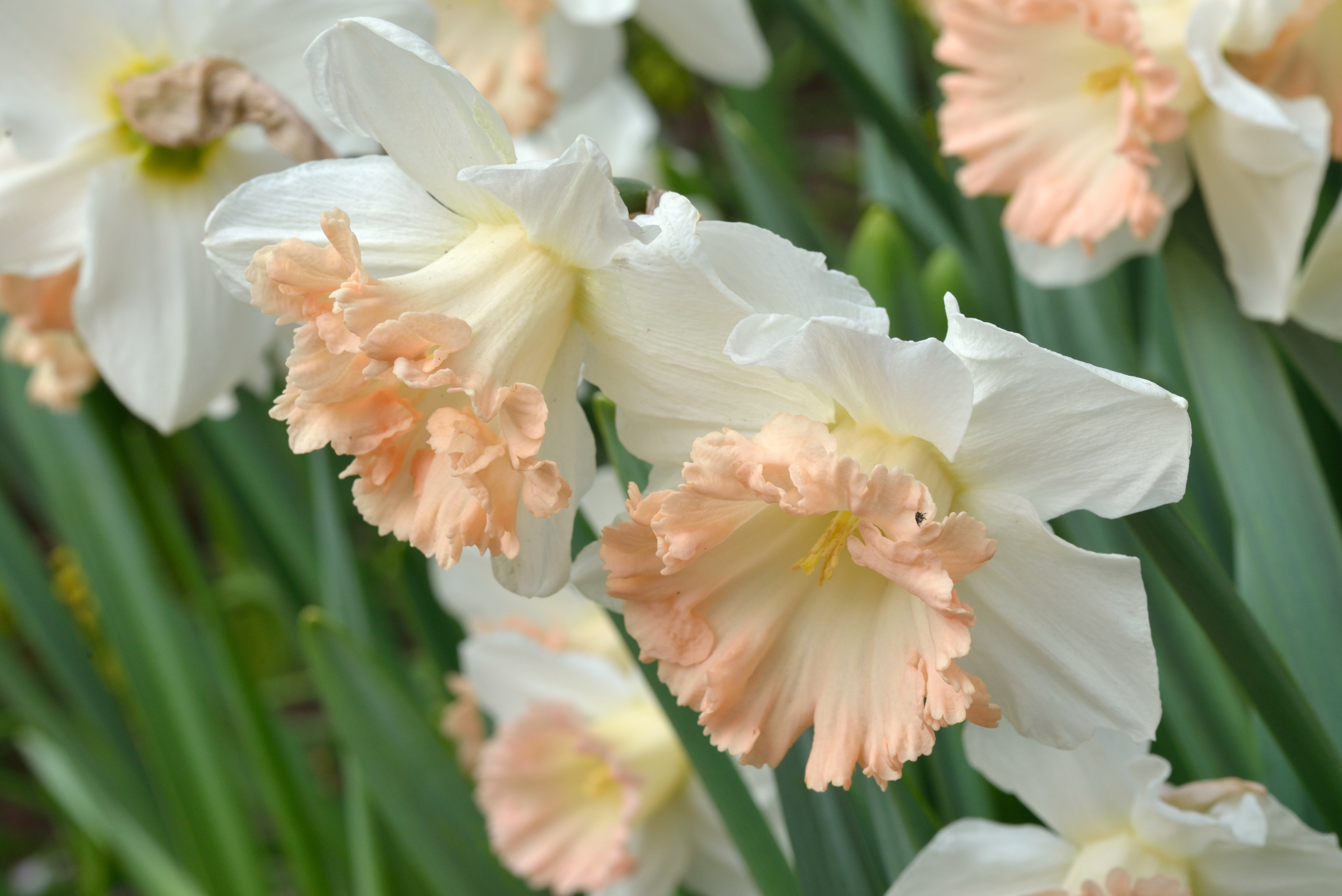 Narcissus 'British Gamble'