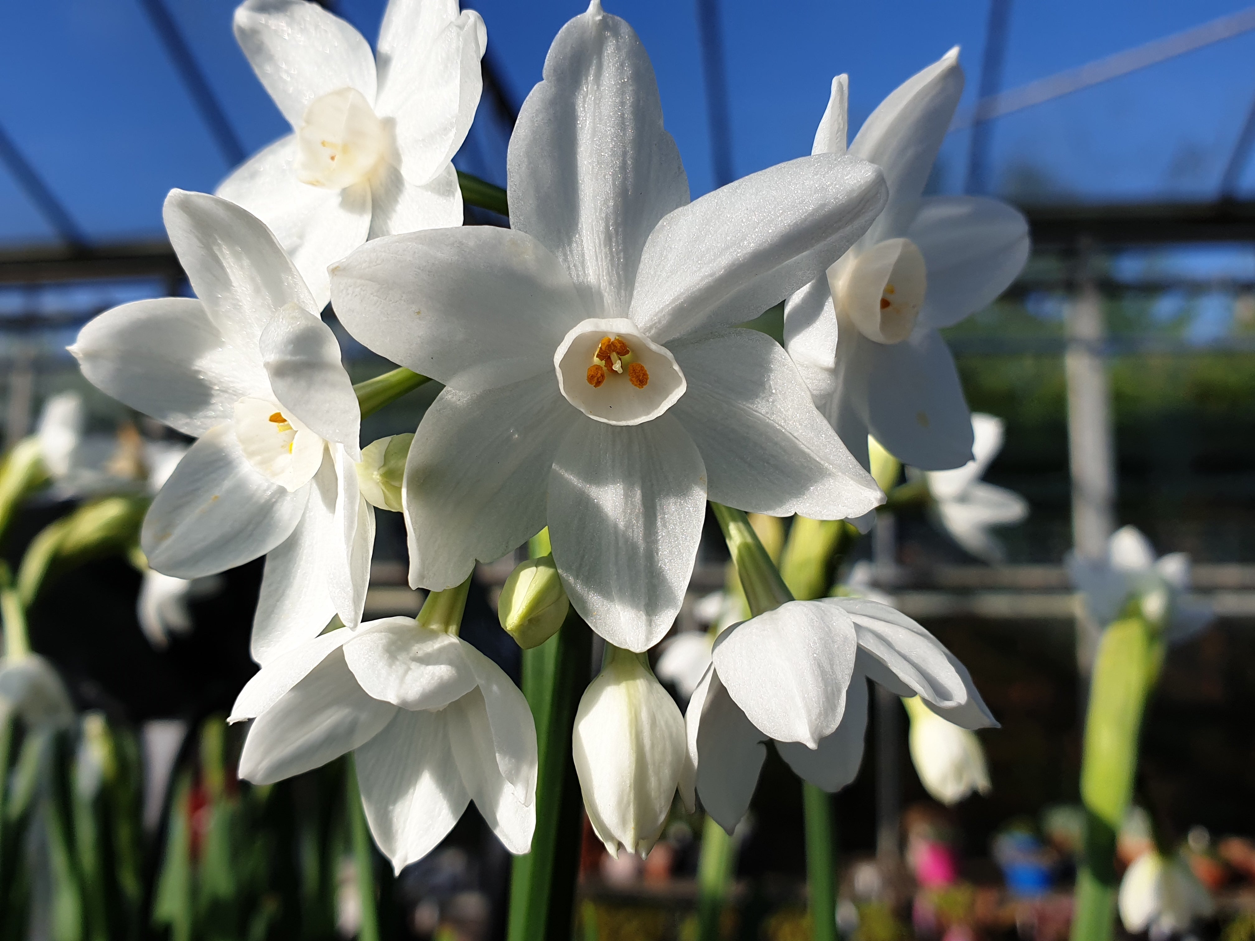 Narcissus grandiflora 'Paperwhite'