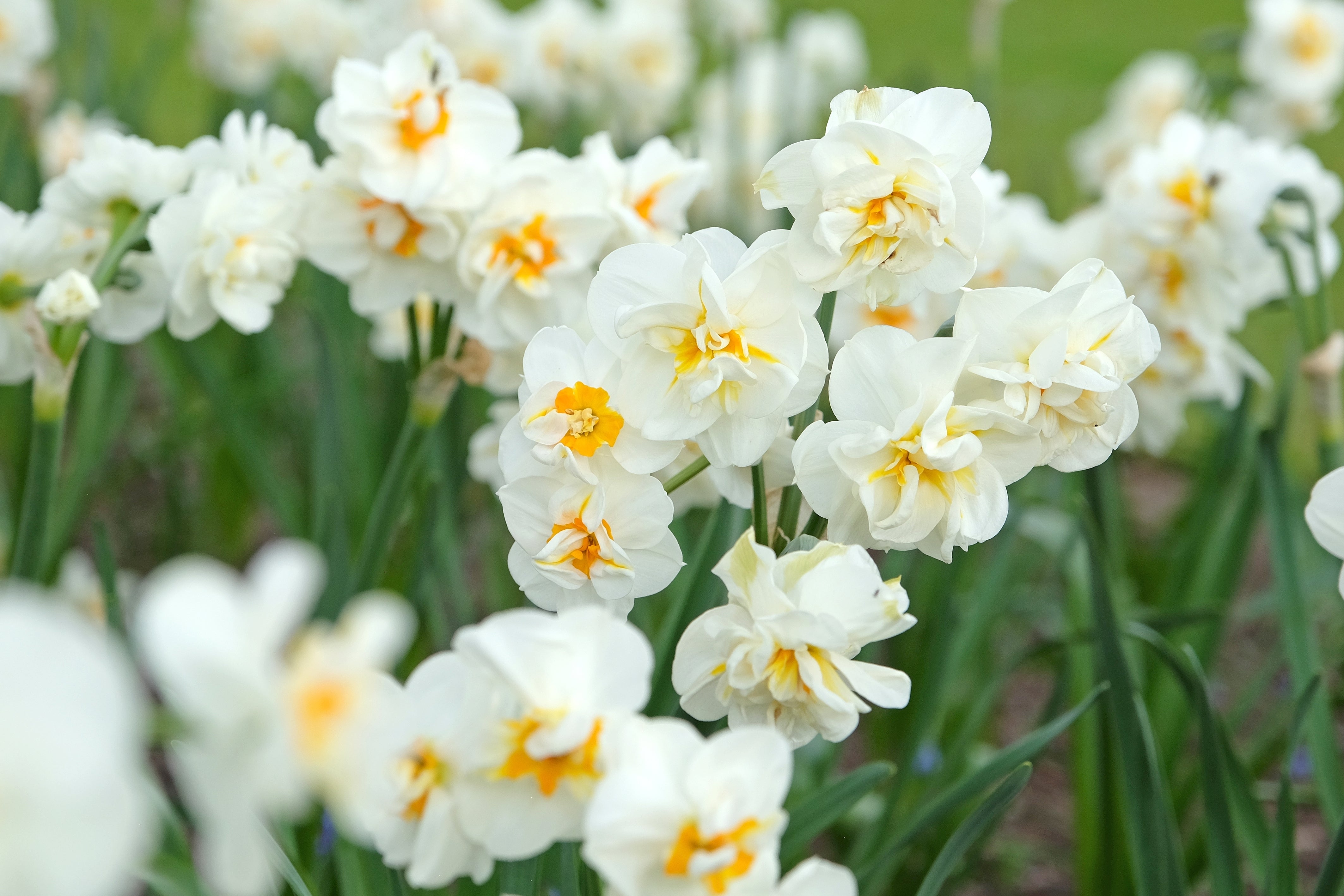 Narcissus 'Sir Winston Churchill' (Potted) - Ready soon - John Cullen Gardens