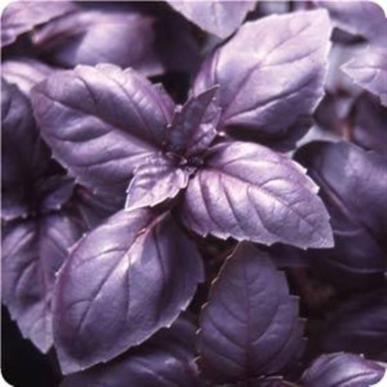 Basil Purple - John Cullen Gardens