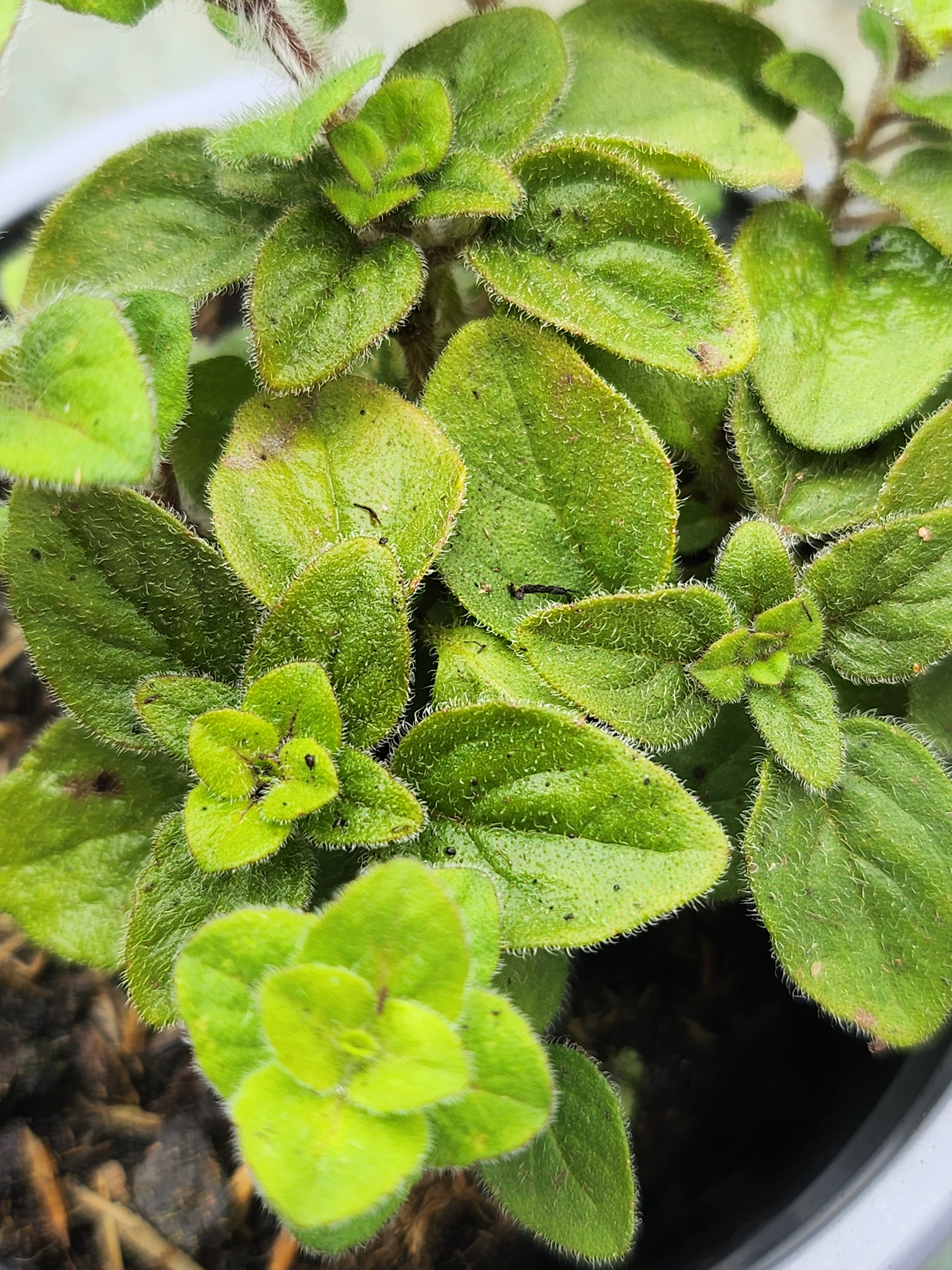 Oregano Hot & Spicy - John Cullen Gardens