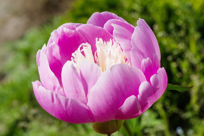 Paeonia lactiflora 'Bowl of Beauty'