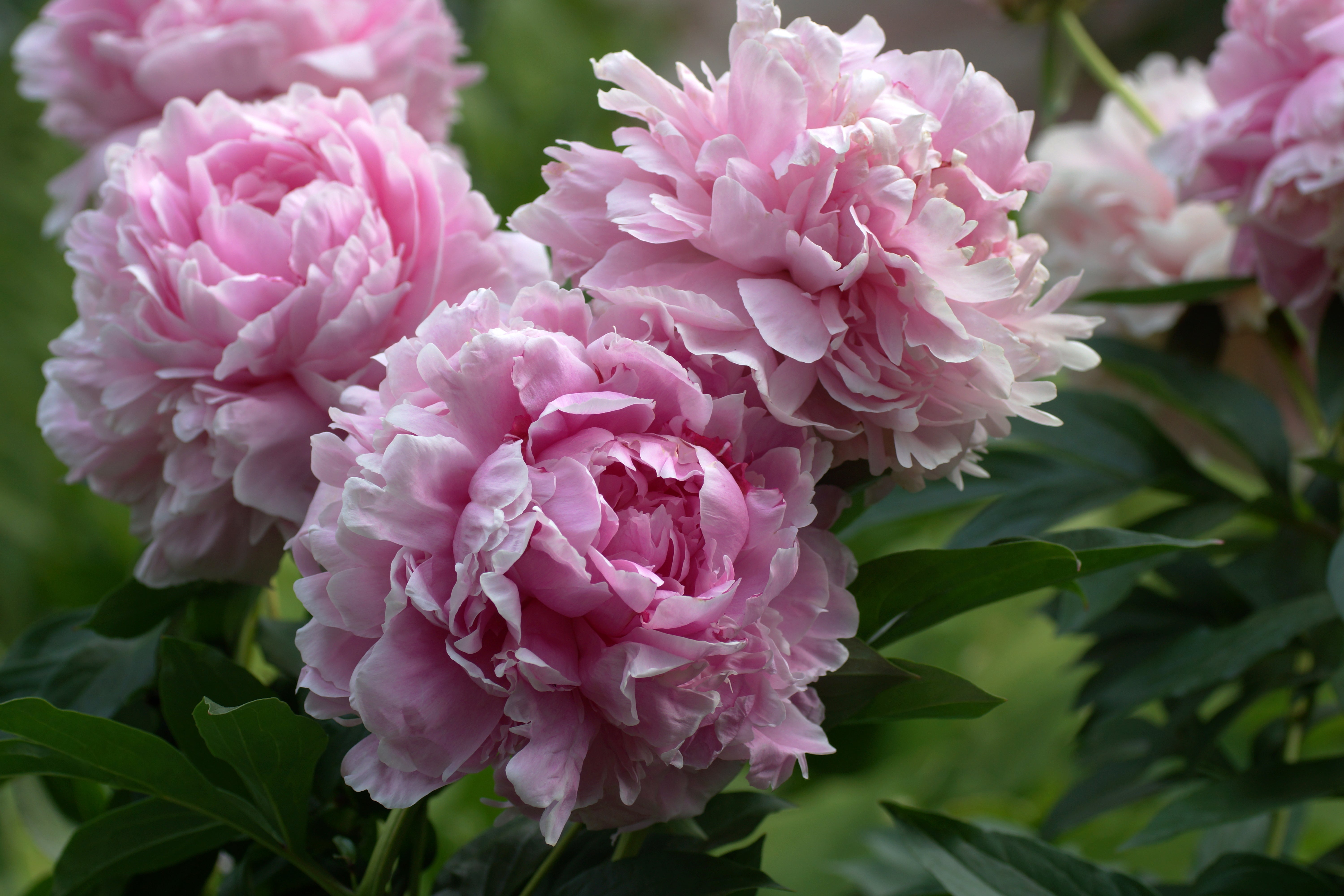 Paeonia 'Sarah Bernhardt' - John Cullen Gardens