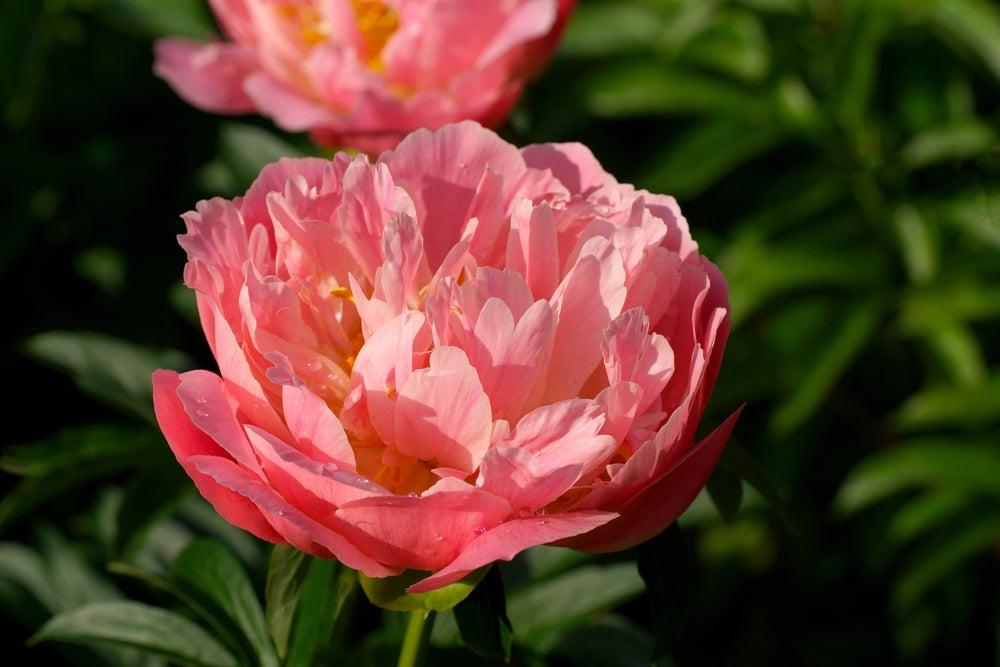 Paeony 'Pink Hawaiian Coral' (Potted) - John Cullen Gardens