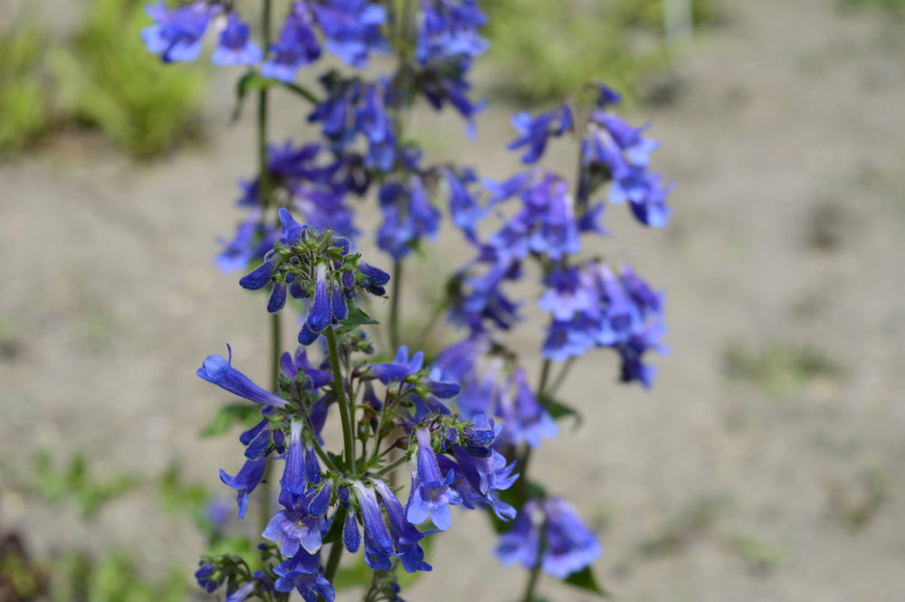 Penstemon 'Electric Blue' - John Cullen Gardens