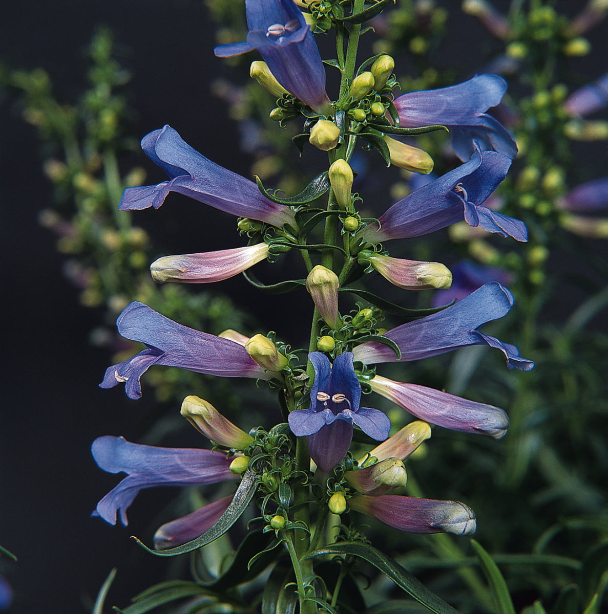 Penstemon 'Electric Blue' - John Cullen Gardens