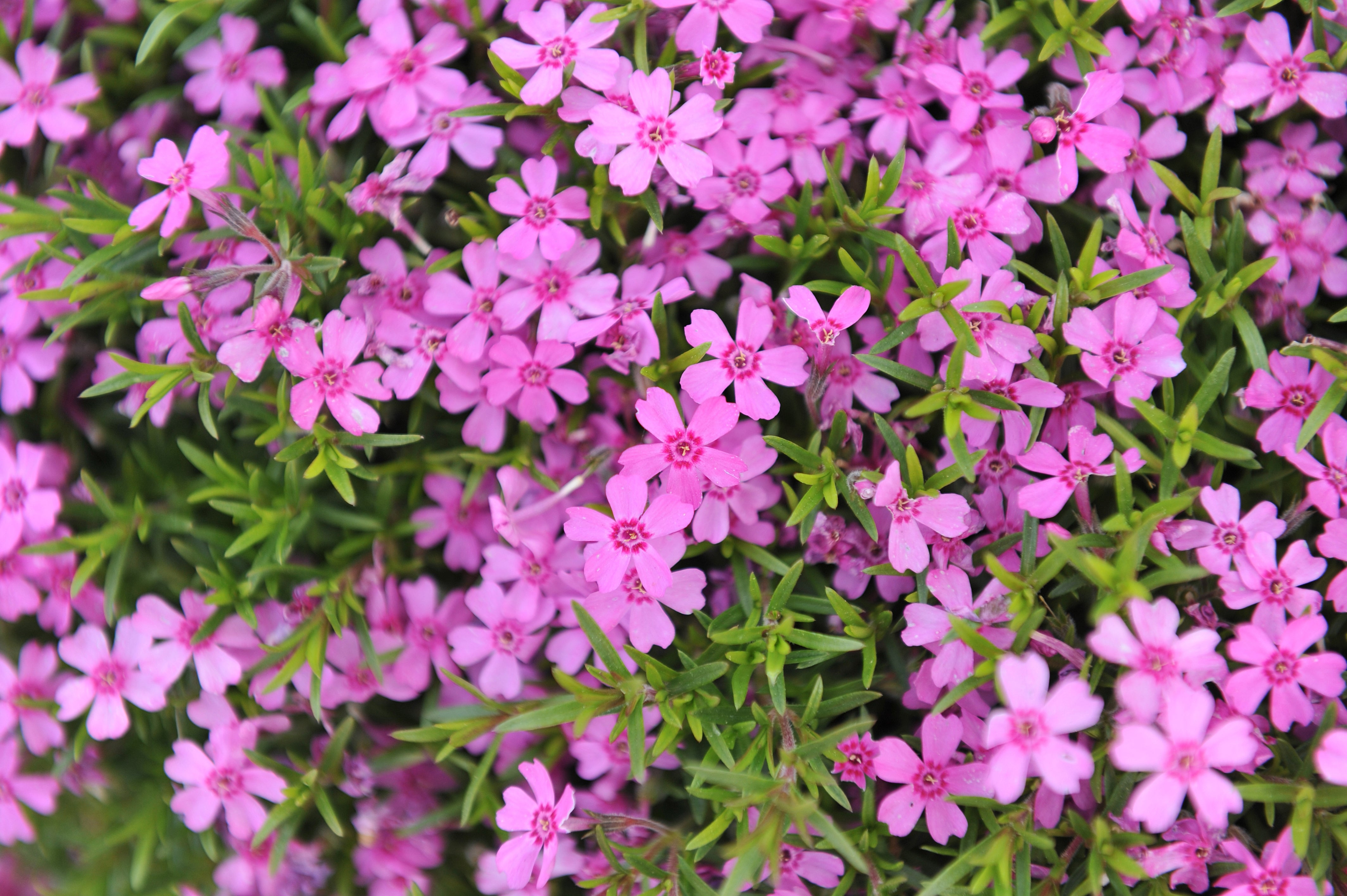 Phlox subulata 'GoldiPhlox Pink' - John Cullen Gardens