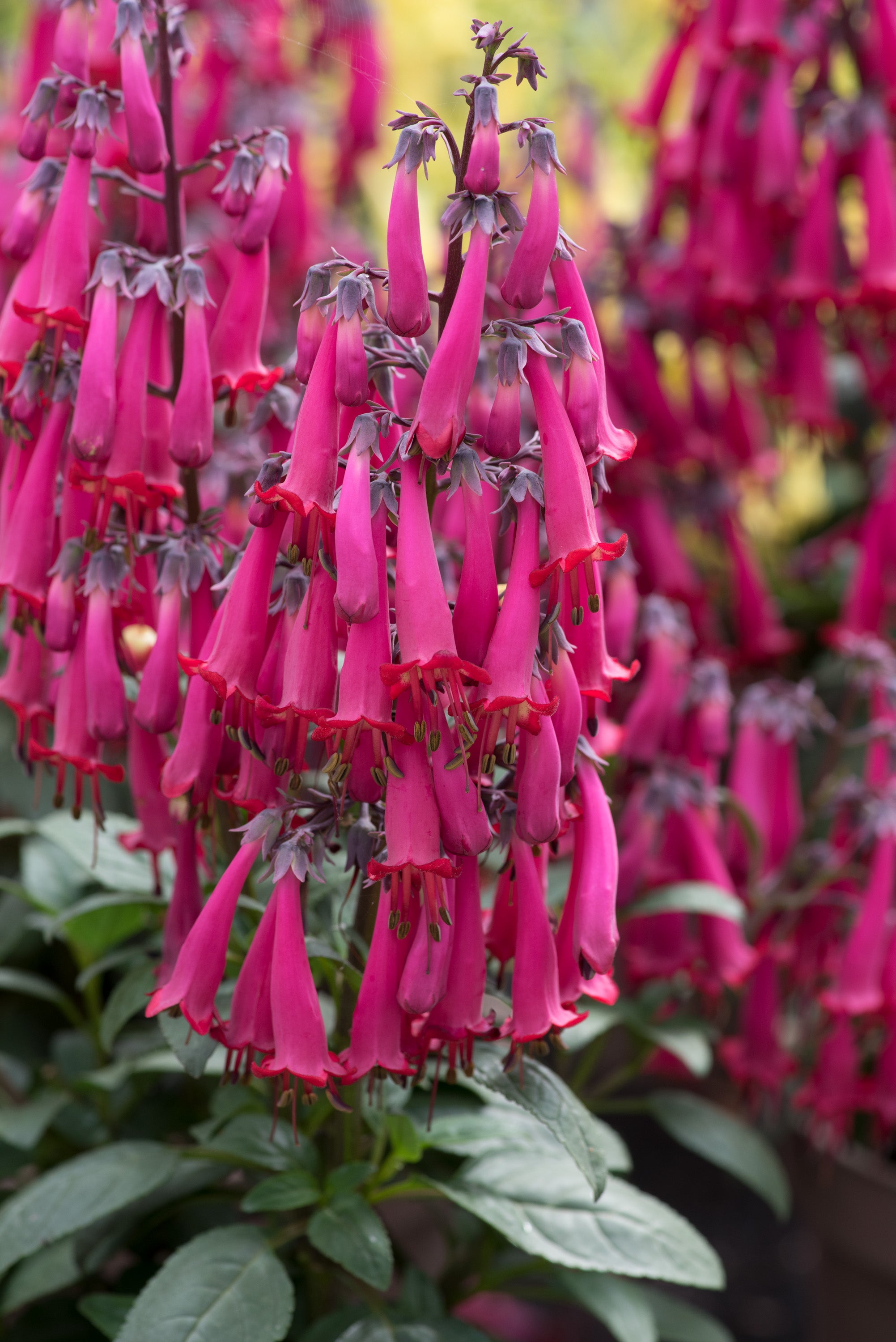 Phygelius 'Colorburst Rose' (PBR) - John Cullen Gardens