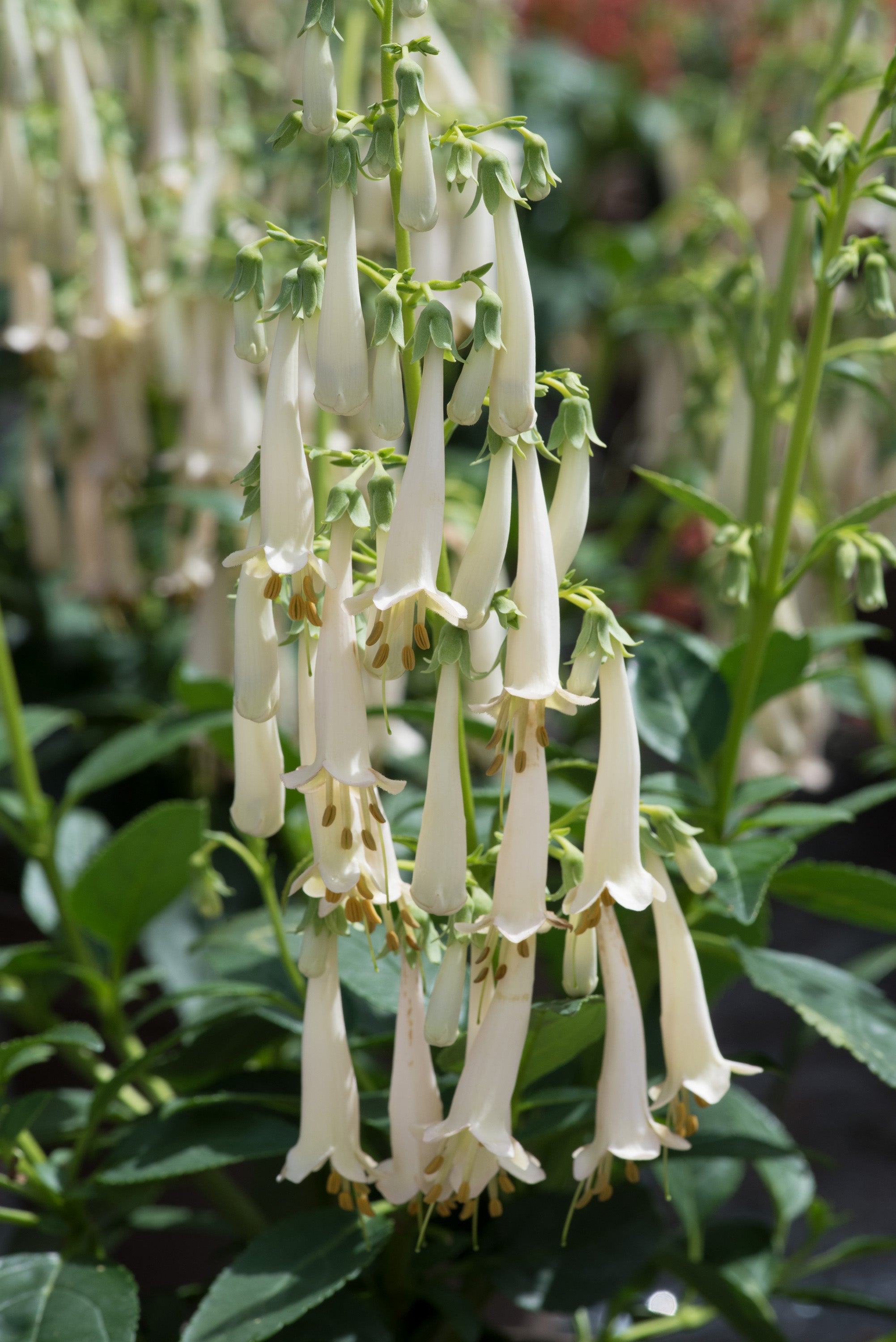 Phygelius 'Colorburst White' (PBR) - John Cullen Gardens