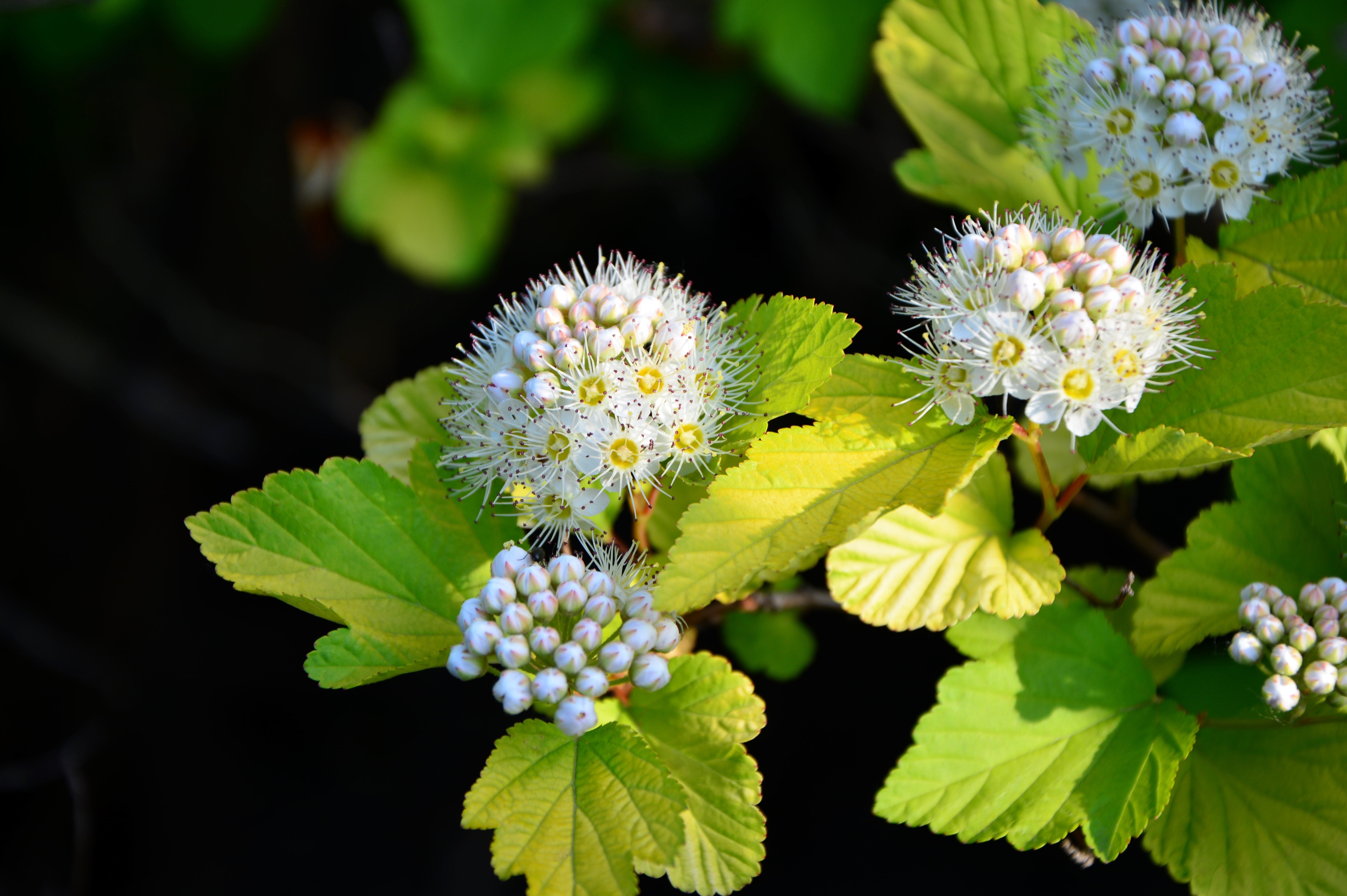 Physocarpus op. 'Darts Gold' - John Cullen Gardens