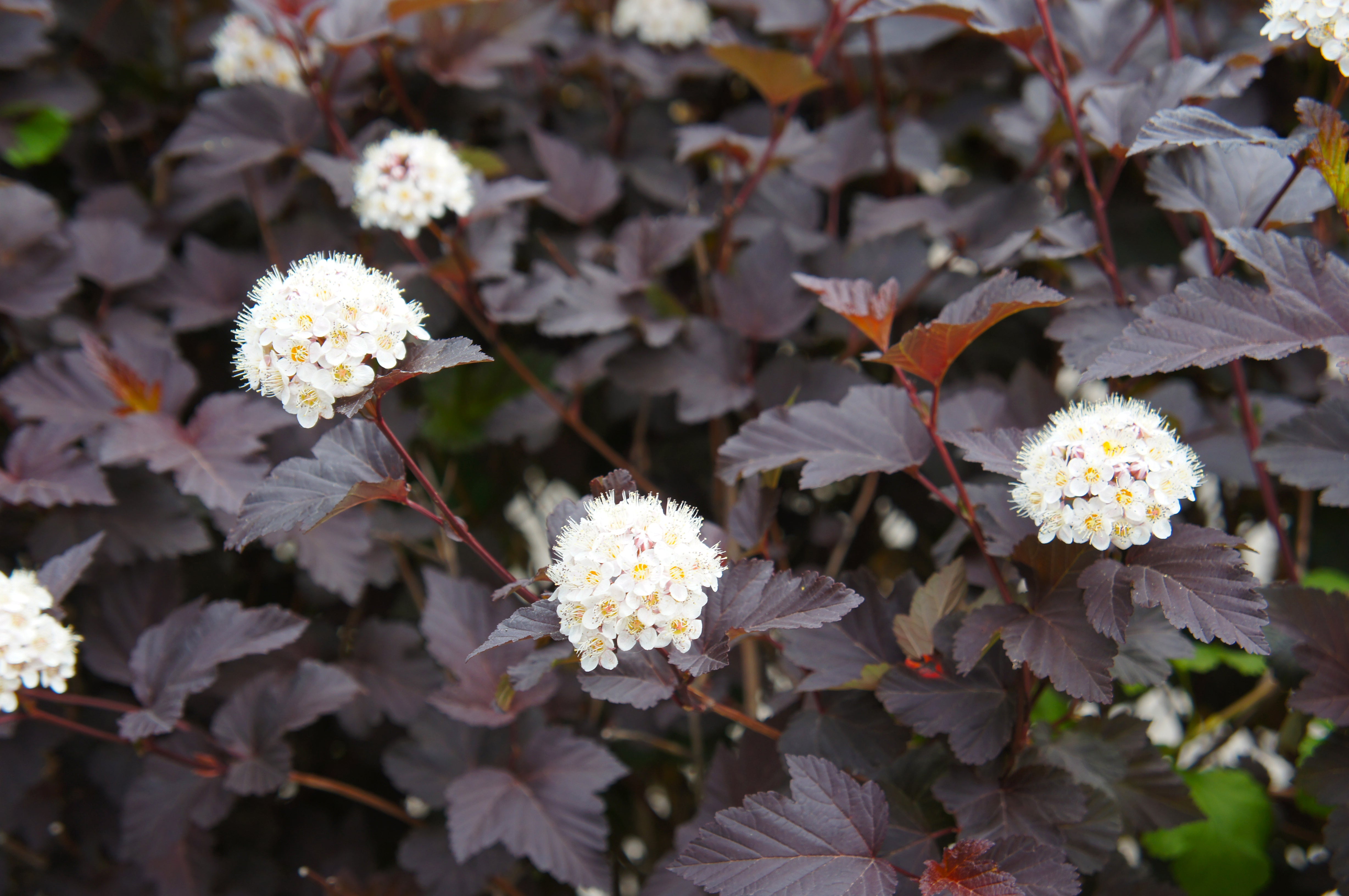 Physocarpus opulifolius 'Diabolo' (PBR) - Ready soon - John Cullen Gardens