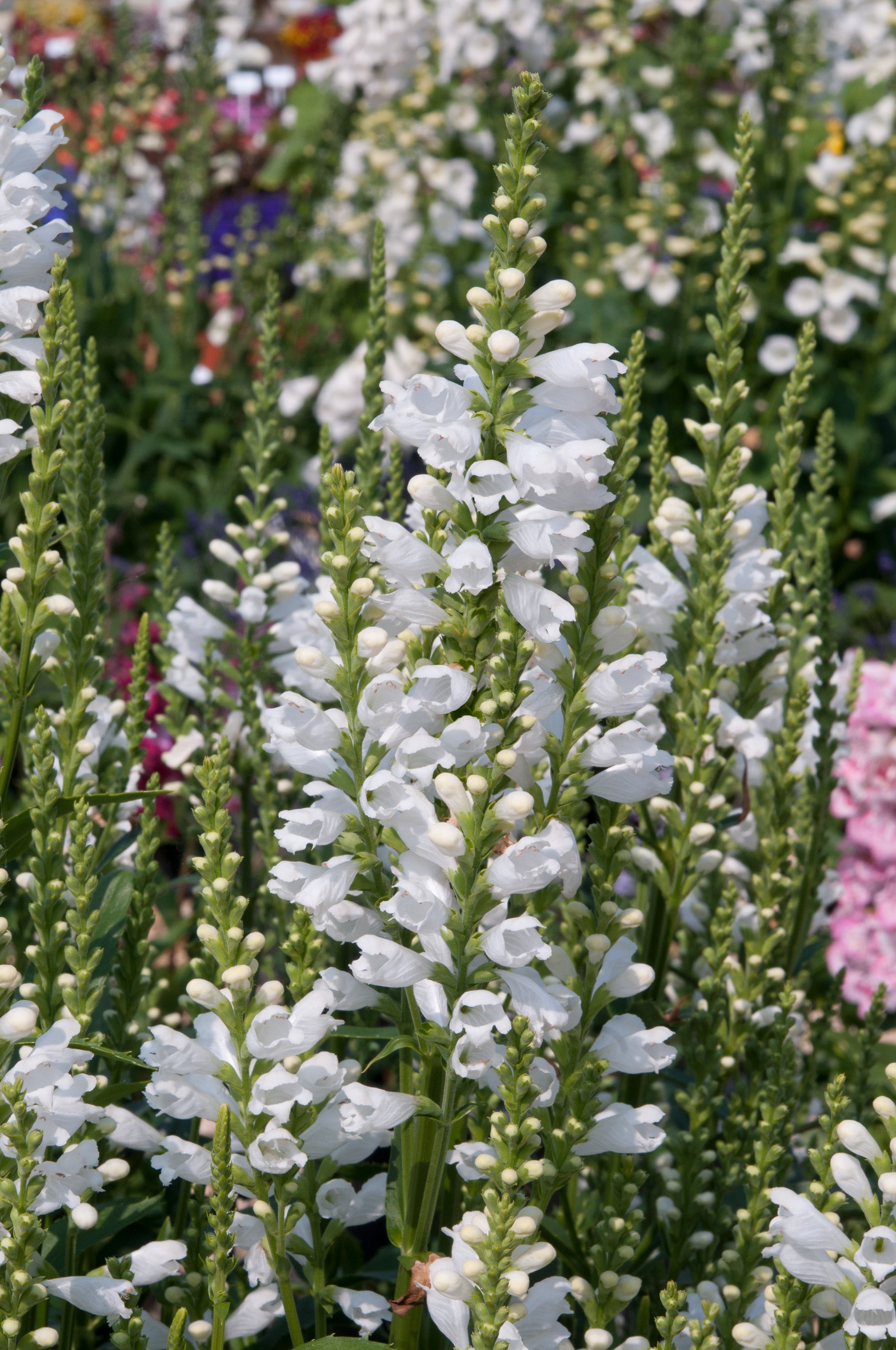 Physostegia 'Crystal Peak White' - John Cullen Gardens