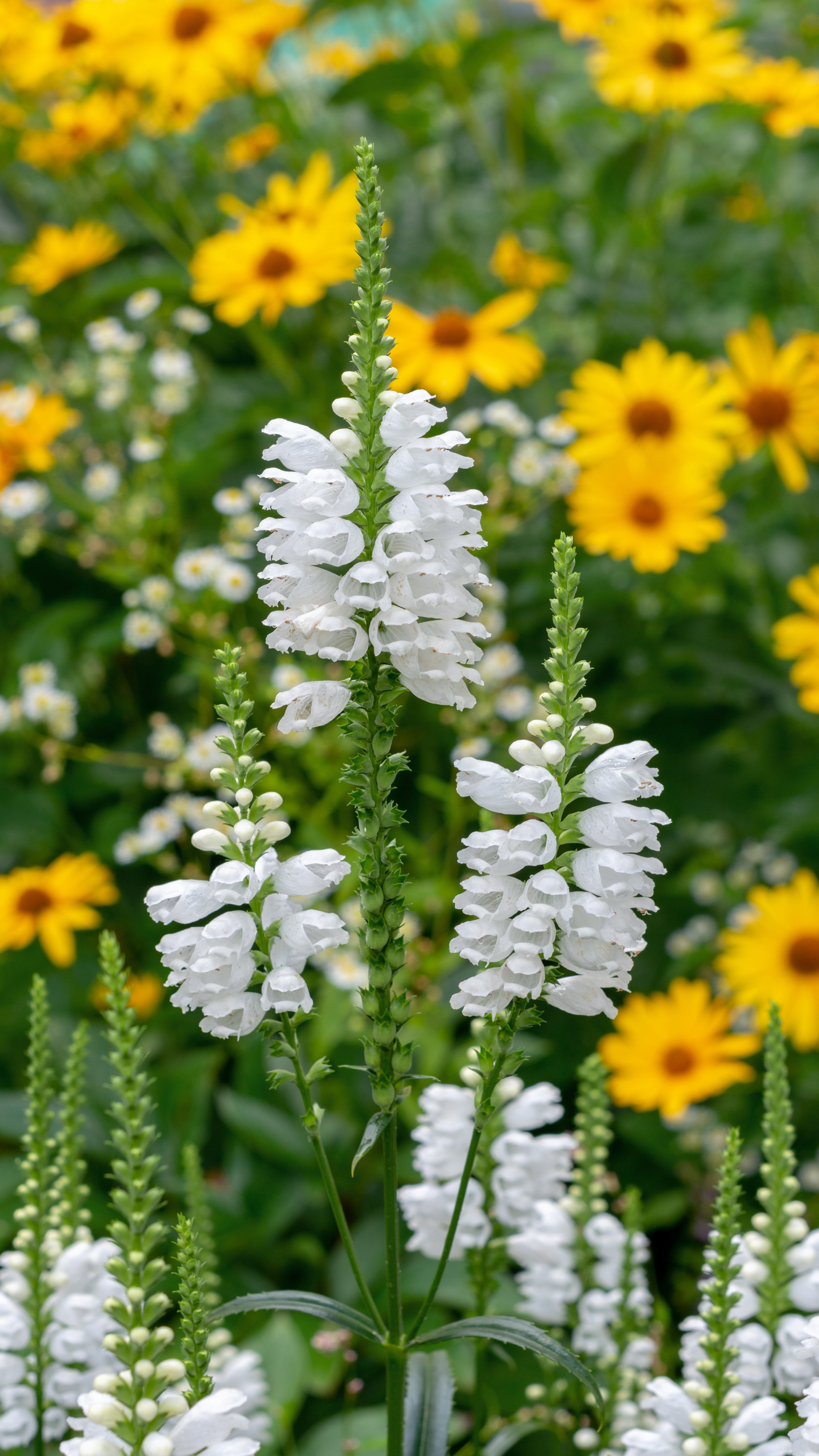 Physostegia 'Crystal Peak White' - John Cullen Gardens