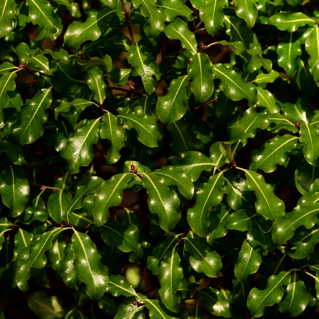 Pittosporum tenuifolium 'Abbotsbury Gold' - John Cullen Gardens