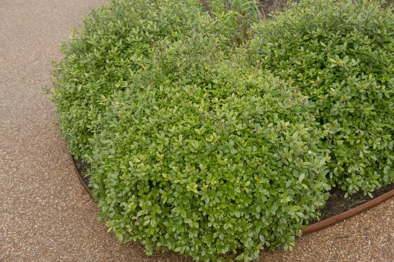 Pittosporum tenuifolium 'Golf  Ball' - John Cullen Gardens