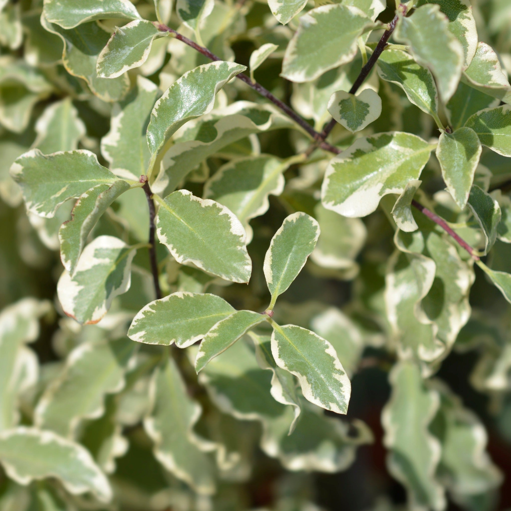 Pittosporum tenuifolium 'Silver Queen' - John Cullen Gardens