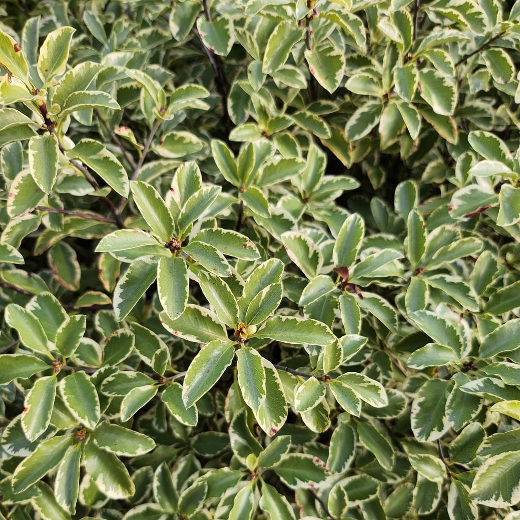 Pittosporum tenuifolium 'Variagatum' - John Cullen Gardens