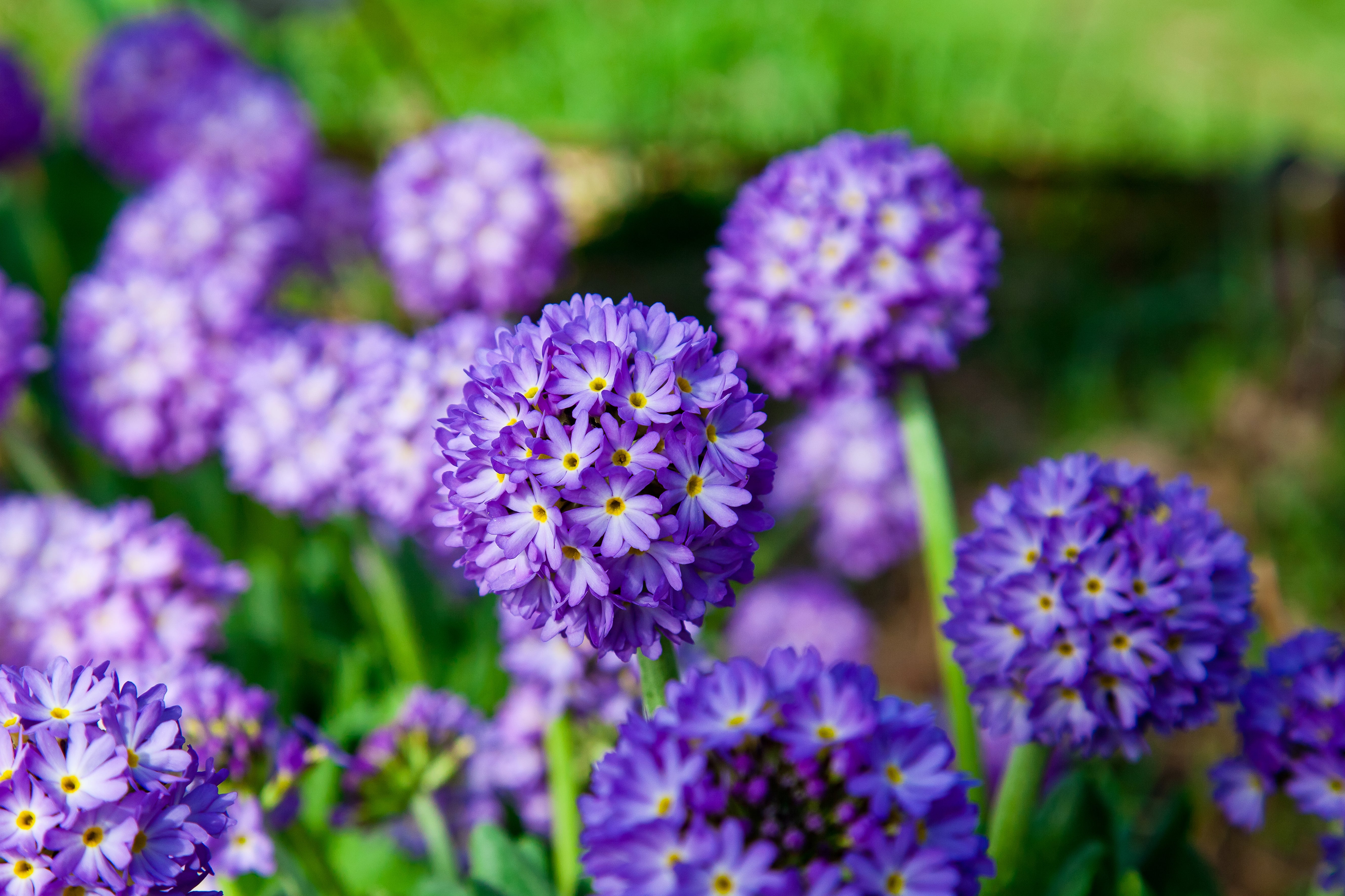 Primula denticulata 'Corolla Blue' - John Cullen Gardens