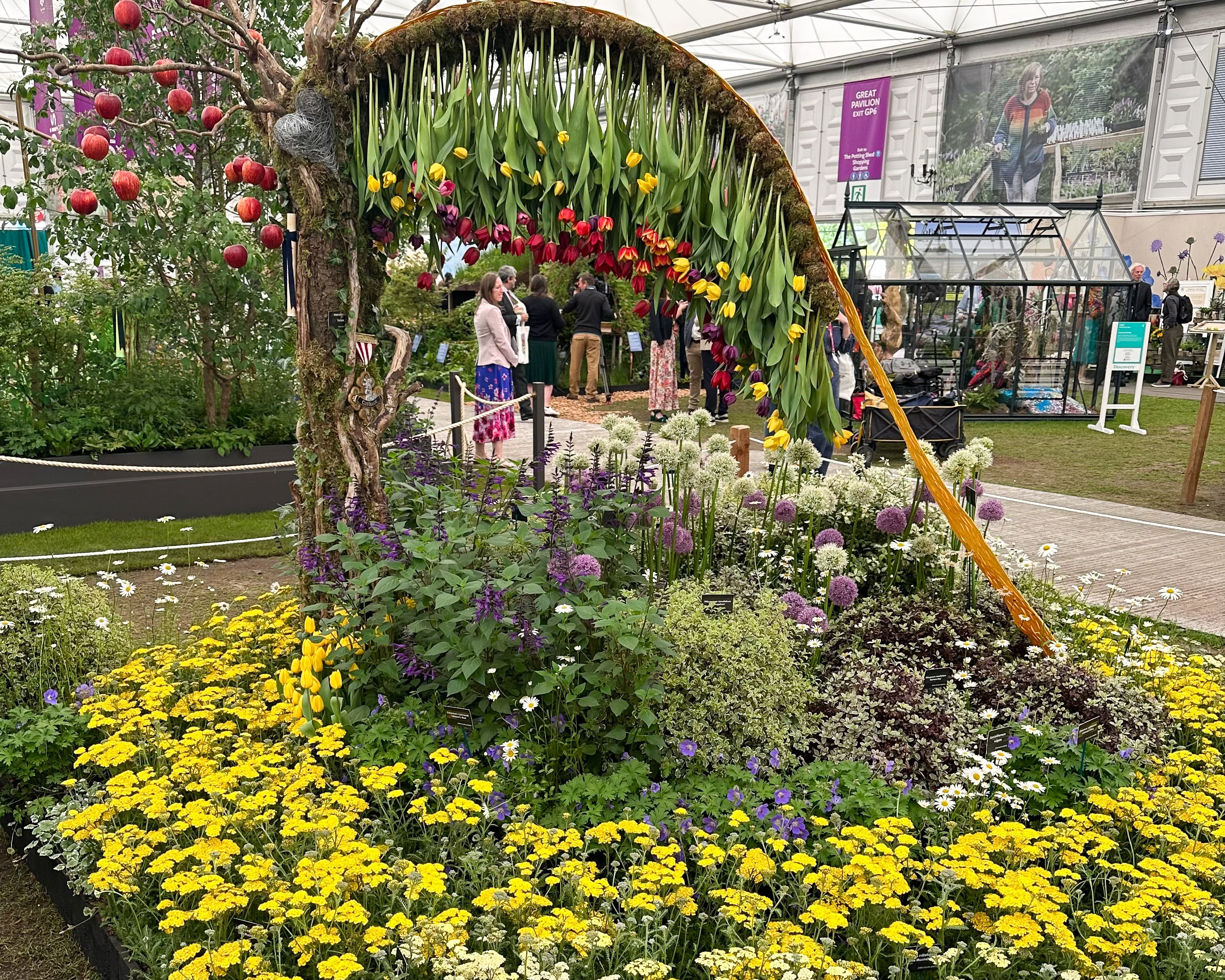 Pittosporum tenuifolium 'Bannow Bay' (PBR) - John Cullen Gardens