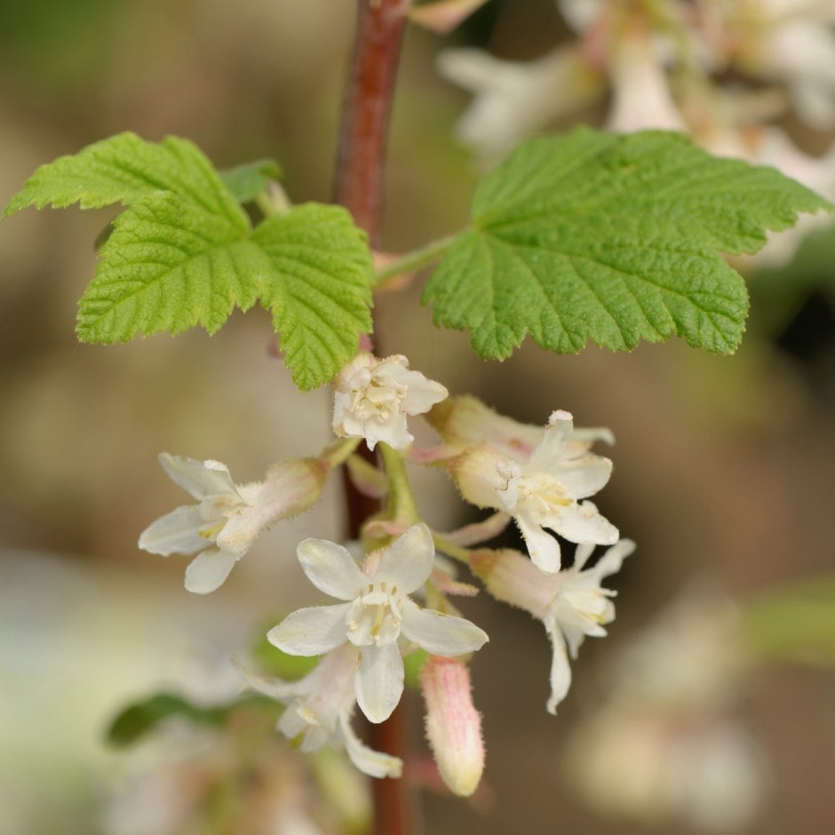 Ribes sanguineum 'Elkington White' - John Cullen Gardens
