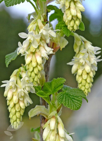 Ribes sanguineum 'Elkington White' - John Cullen Gardens