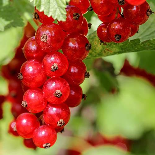 Redcurrant 'Jonkheer van Tets' - John Cullen Gardens