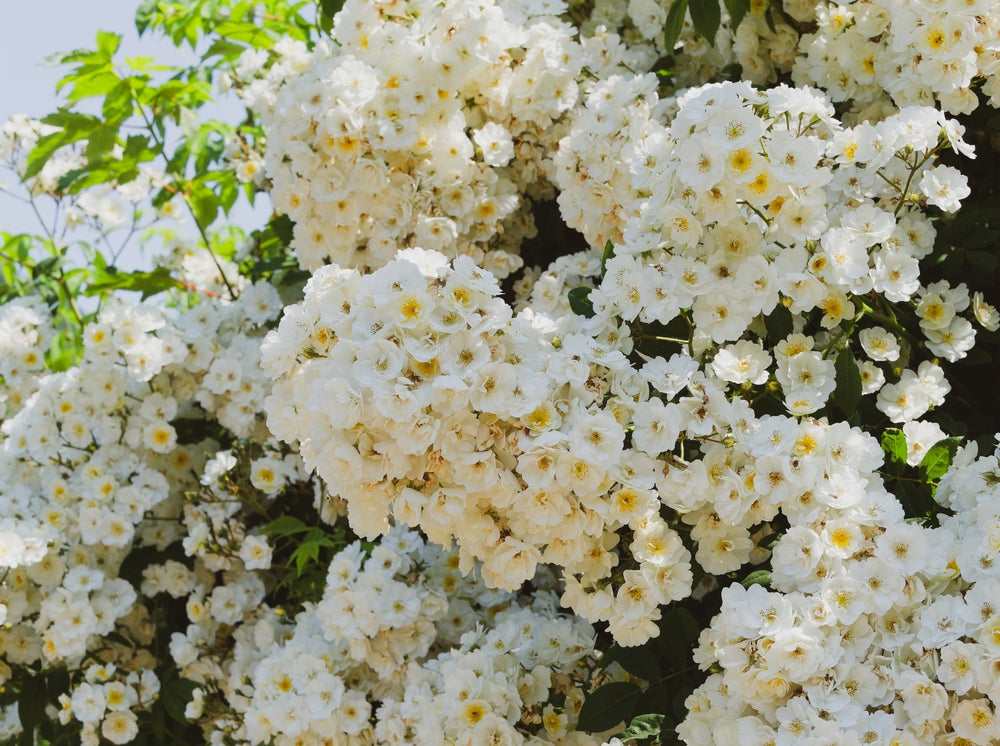 Rosa 'Wedding Day' (Rambling rose) - John Cullen Gardens