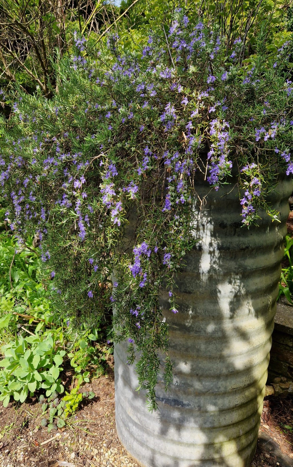 Rosemary trailing - John Cullen Gardens