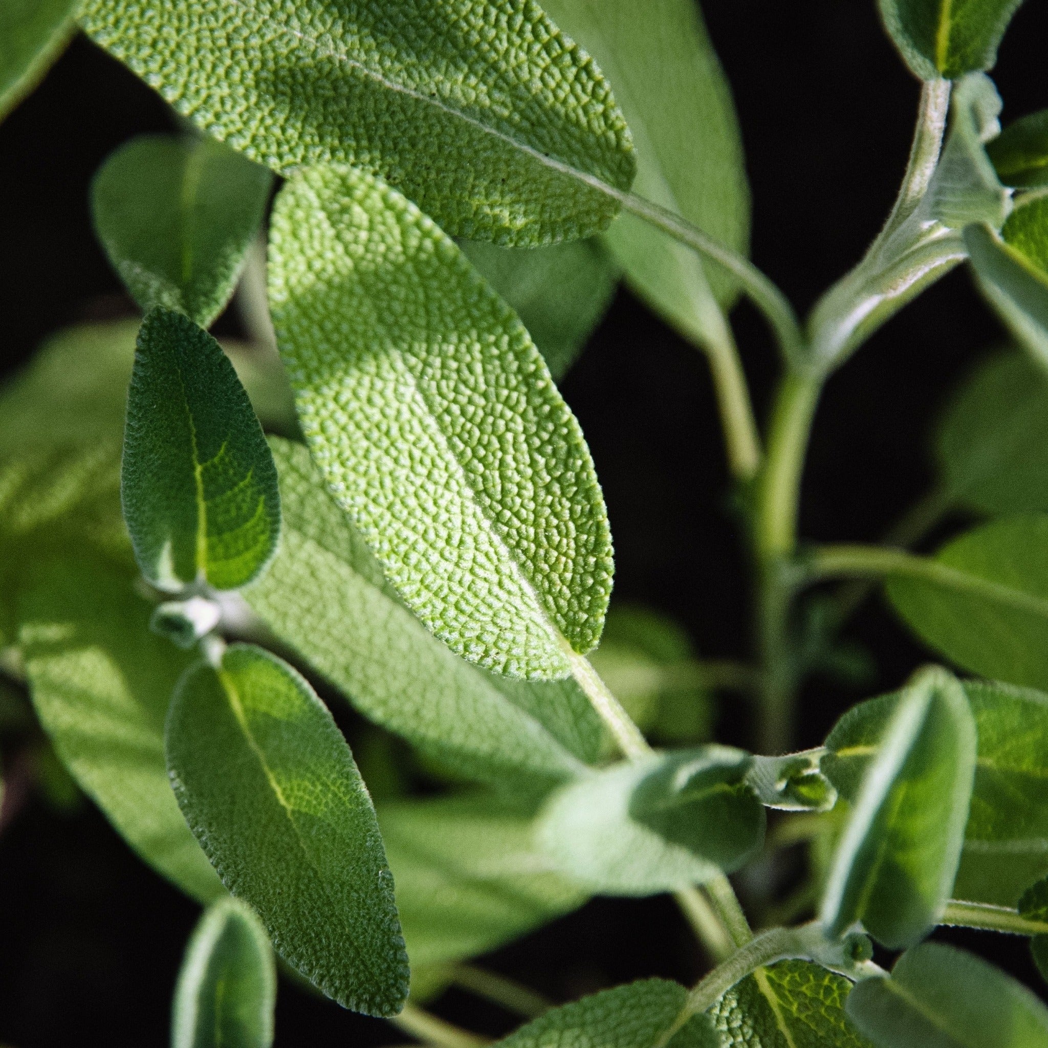 Sage Broadfleaf - John Cullen Gardens