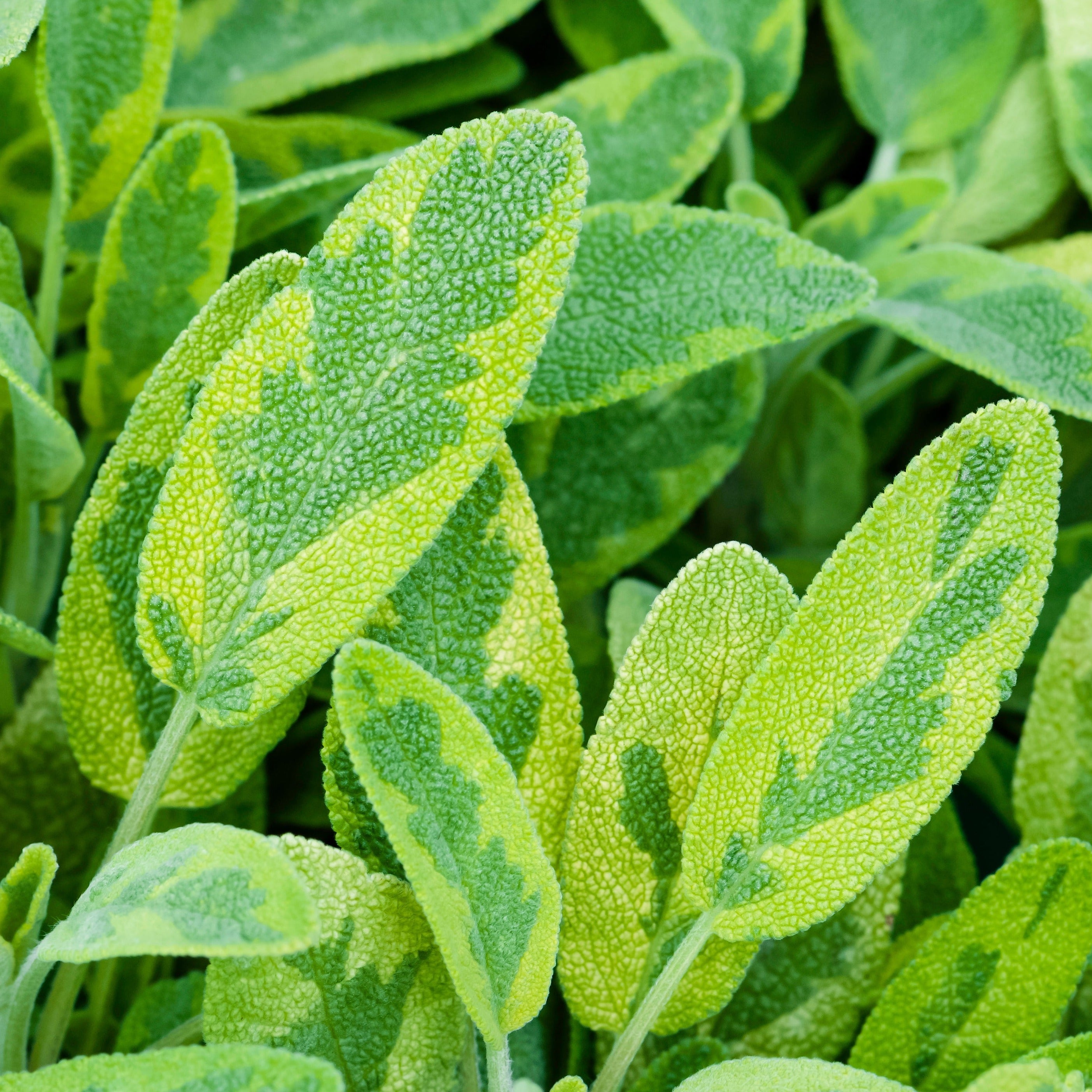 Sage Icterina - John Cullen Gardens