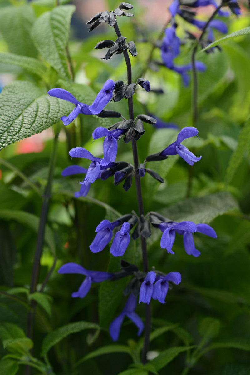 Salvia guaranitica 'Black & Blue' - John Cullen Gardens