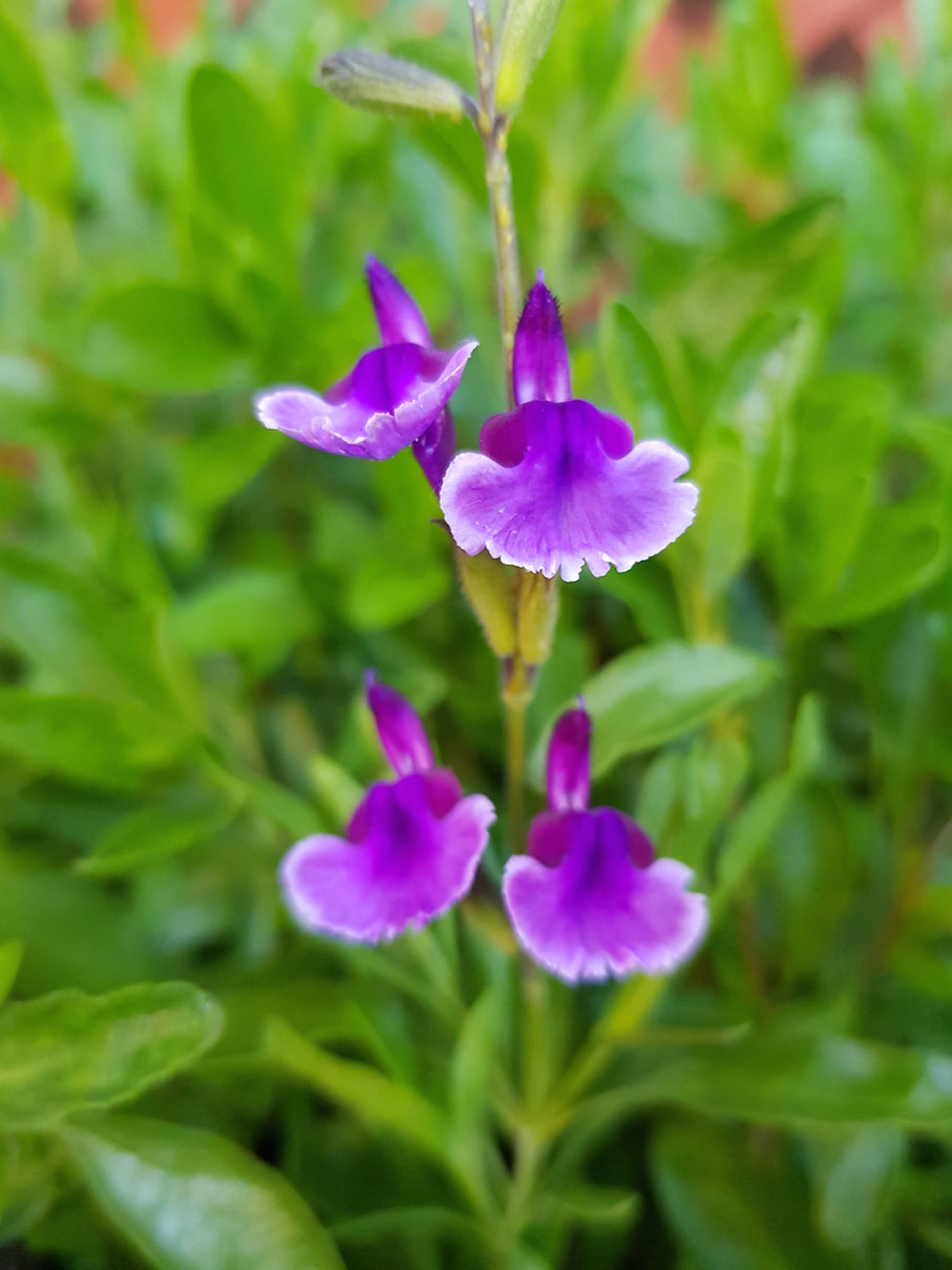 Salvia 'Oriental Dove' - John Cullen Gardens